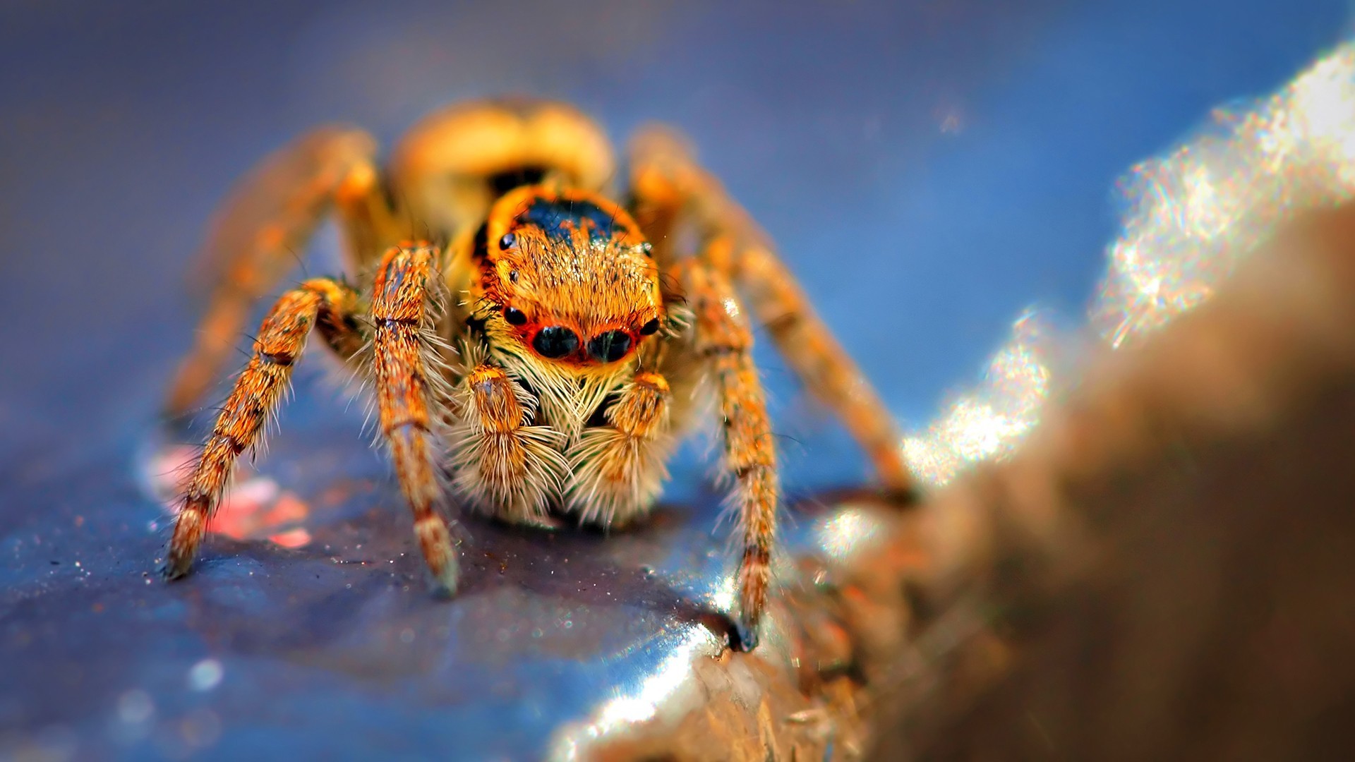 Download mobile wallpaper Animal, Spider for free.