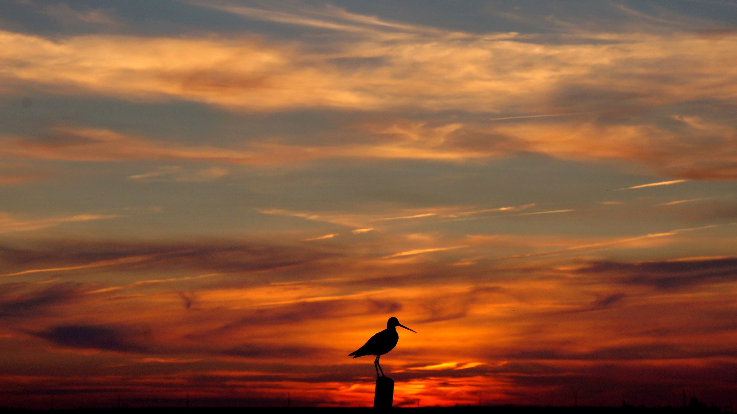 Free download wallpaper Sunset, Sky, Outlines, Evening, Nature, Bird on your PC desktop