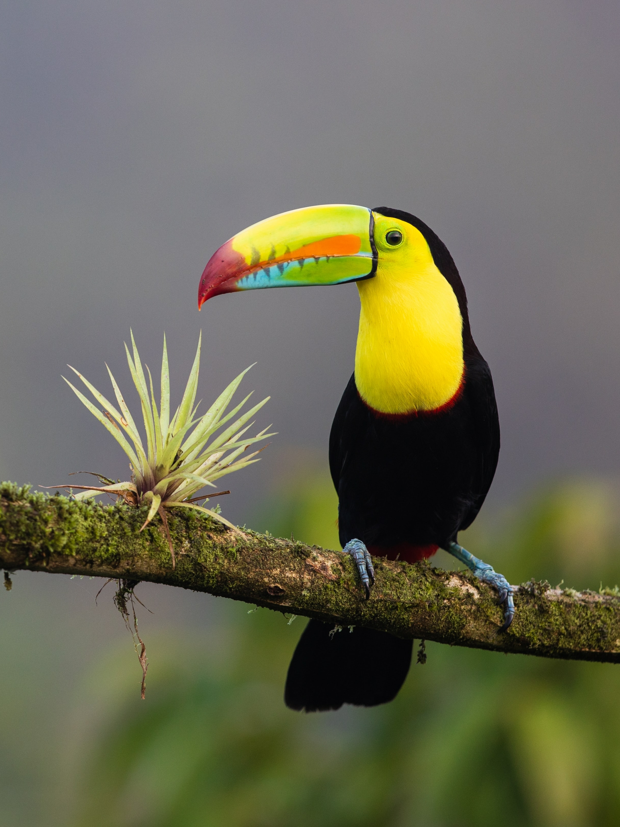 Download mobile wallpaper Birds, Bird, Animal, Toucan for free.