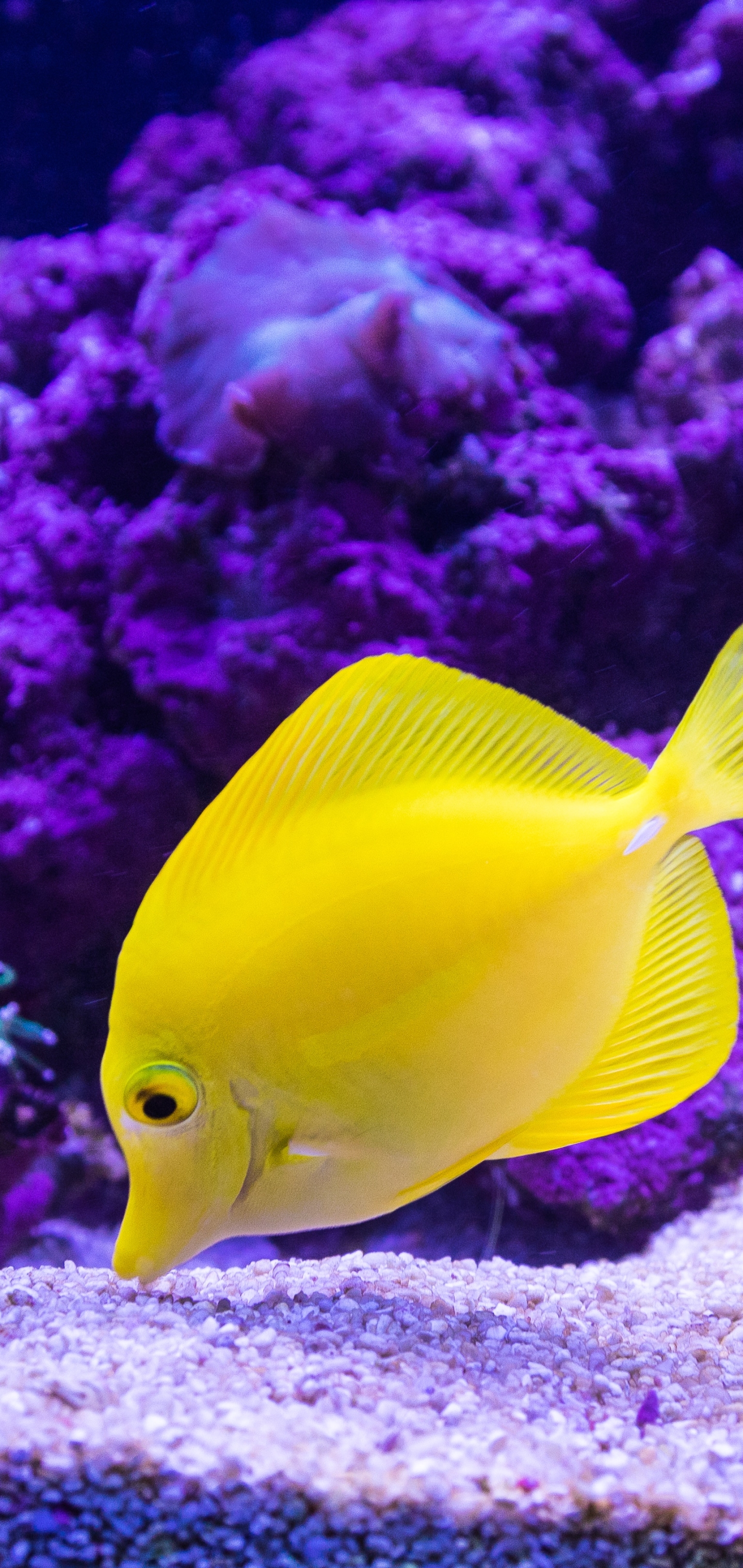 Free download wallpaper Fishes, Animal, Fish, Sea Life, Tropical Fish, Yellow Tang on your PC desktop
