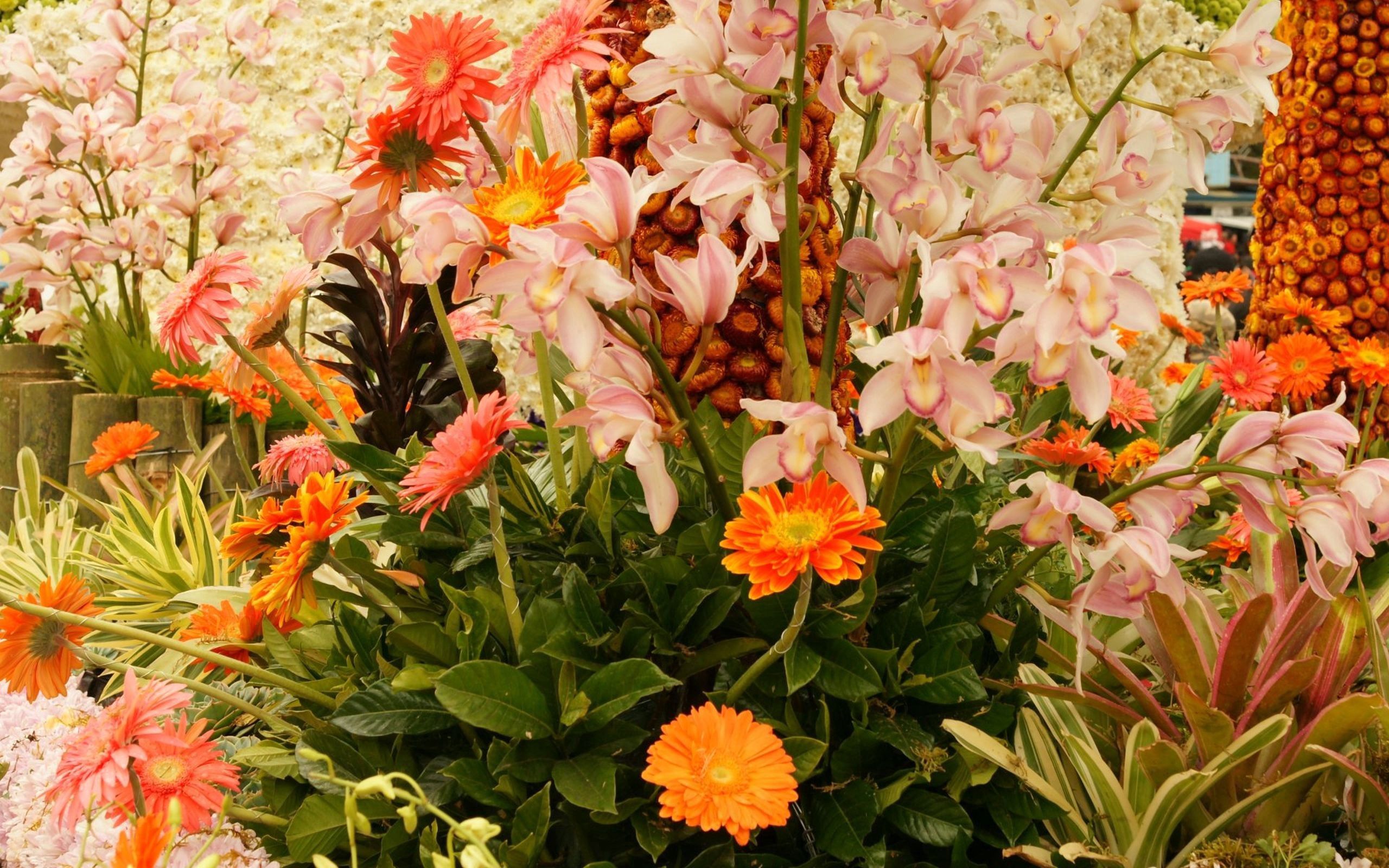 plants, flowers, bright, polyana, glade 8K