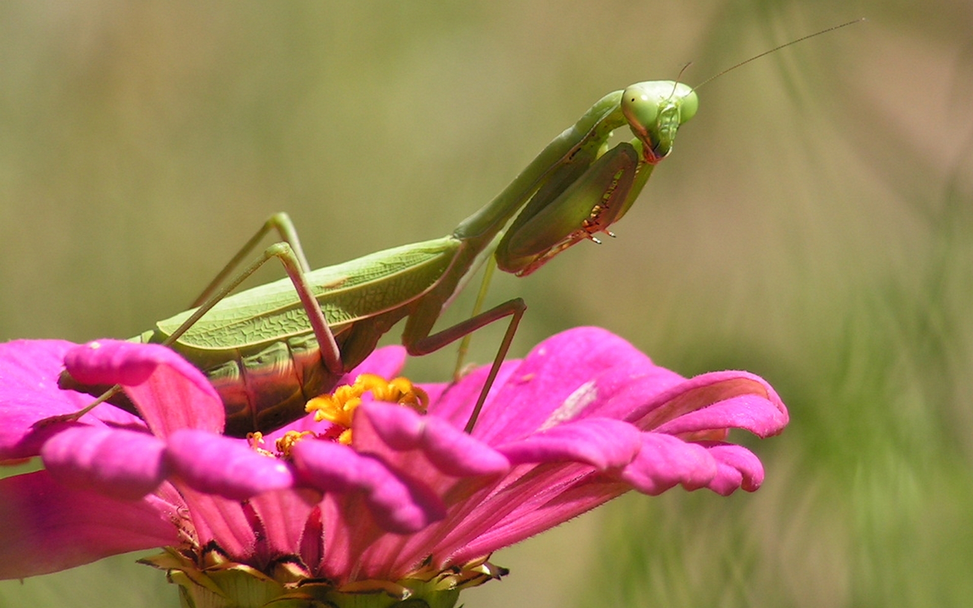 Free download wallpaper Insect, Animal on your PC desktop