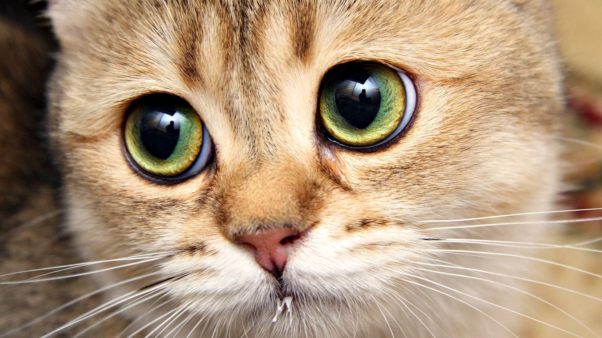 Free download wallpaper Animals, Muzzle, Close Up, Eyes, Cat on your PC desktop