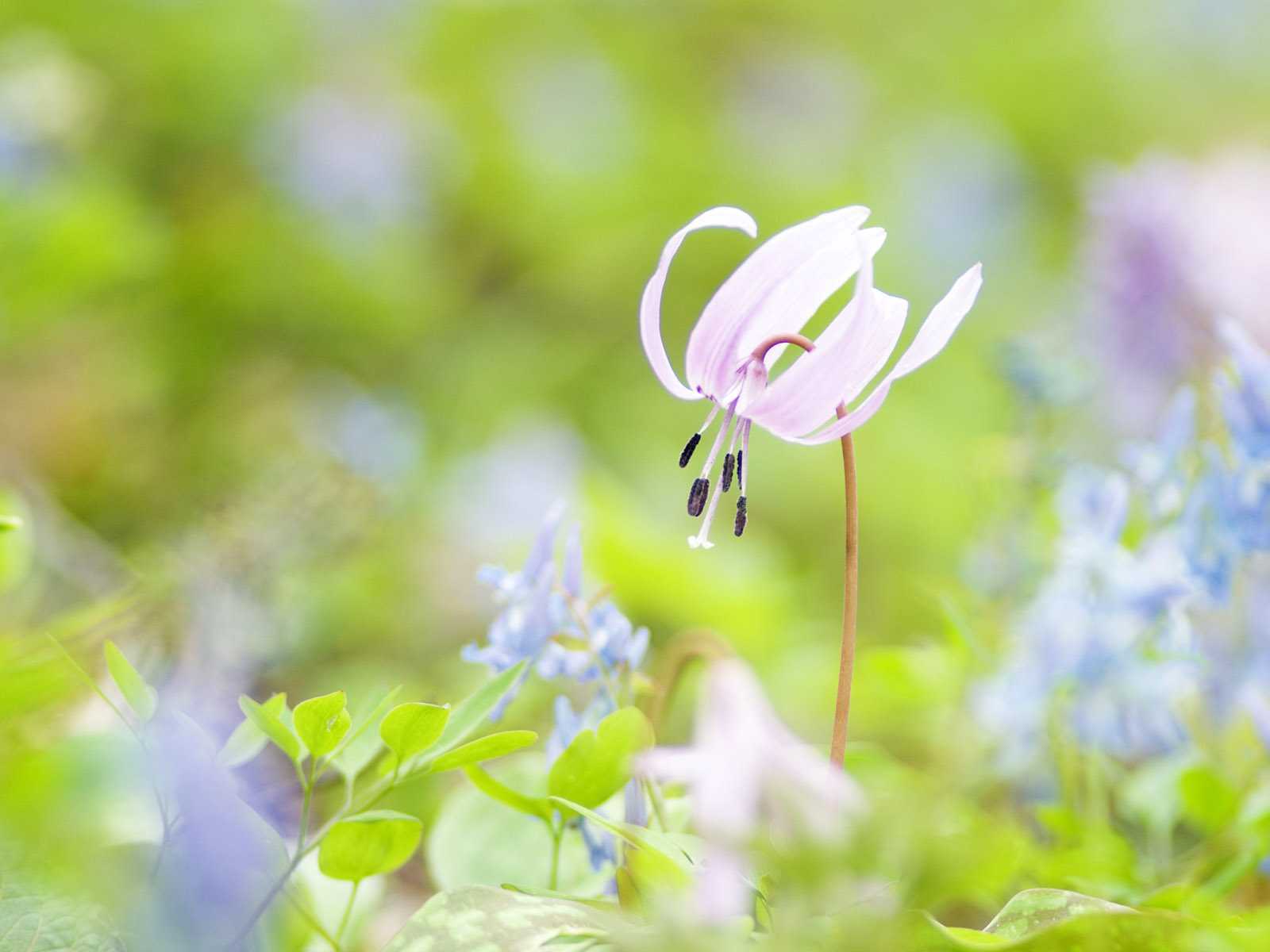 Téléchargez gratuitement l'image Fleurs, Fleur, Terre/nature sur le bureau de votre PC