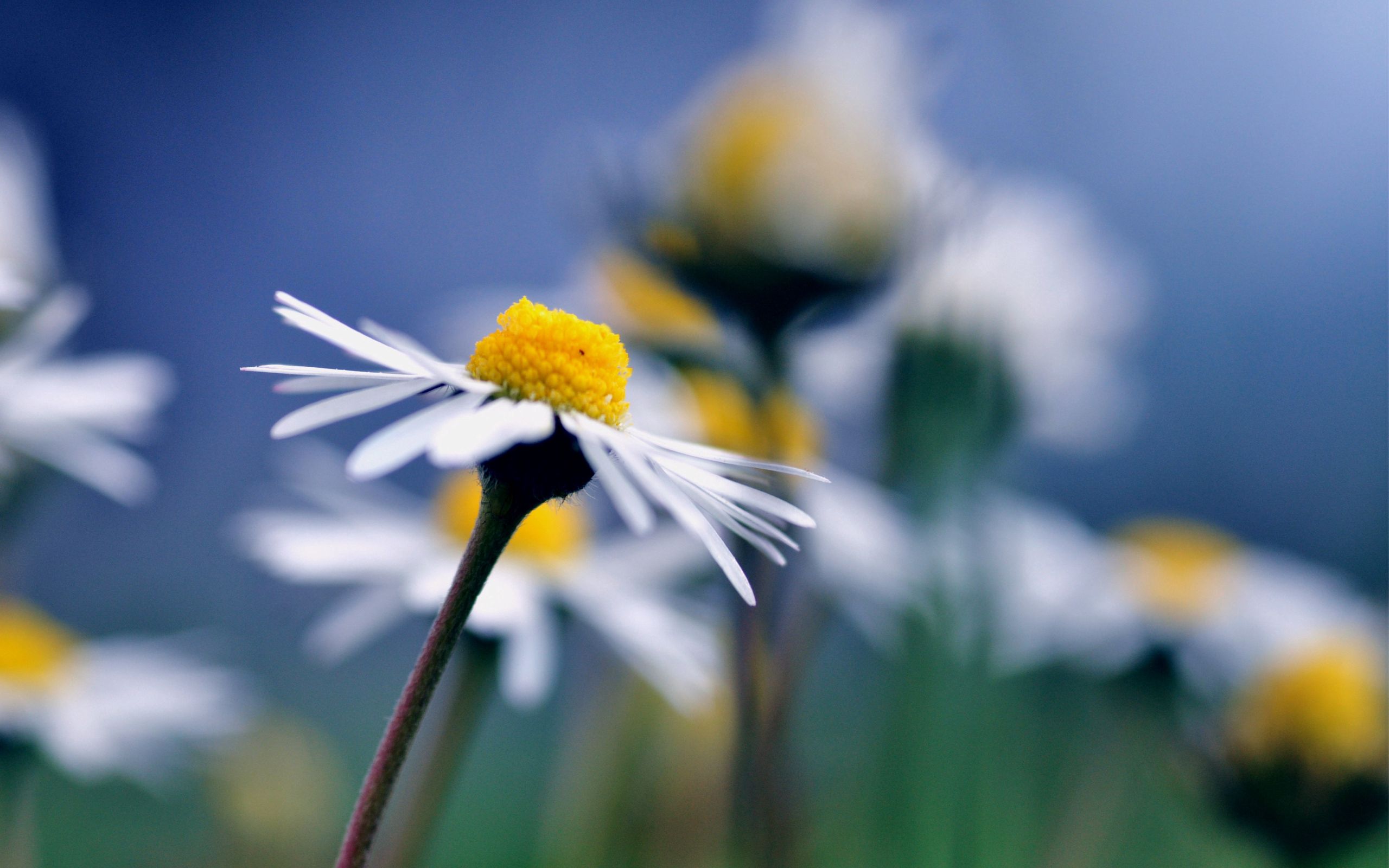 Free download wallpaper Chamomile, Flower, Macro, Petals, Camomile on your PC desktop