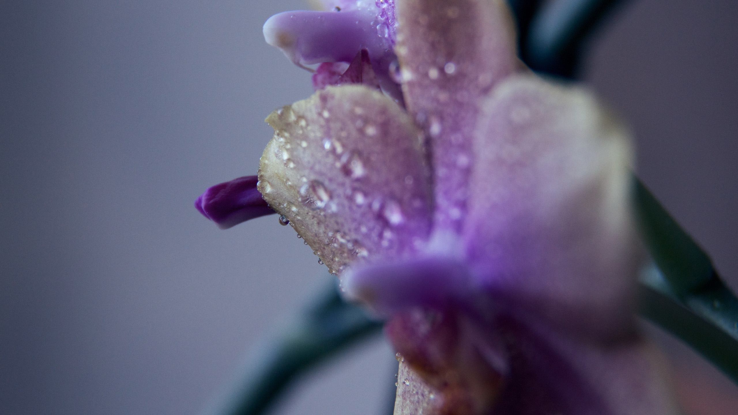 Descarga gratuita de fondo de pantalla para móvil de Flores, Flor, Tierra/naturaleza.