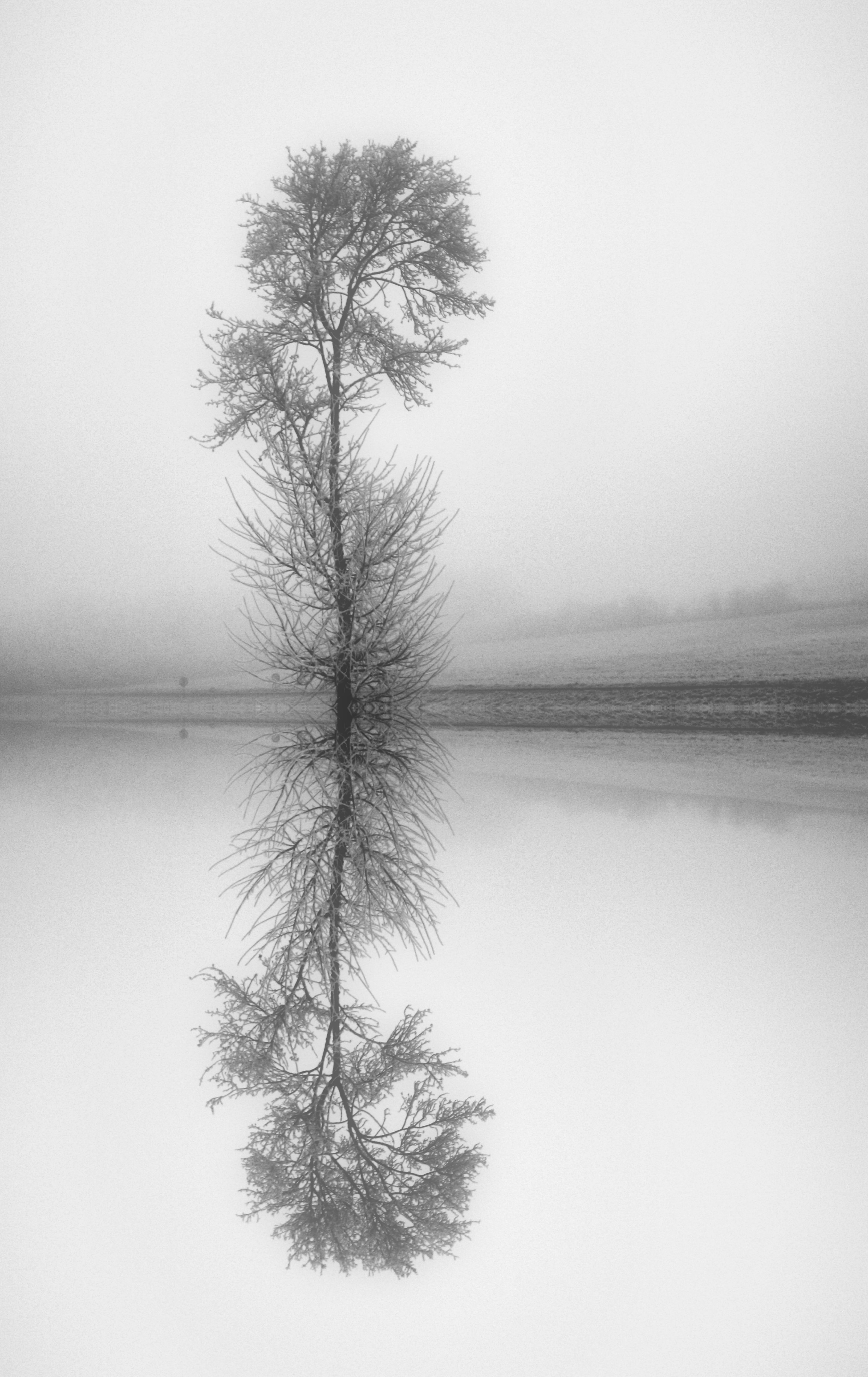 Download mobile wallpaper Reflection, Nature, Wood, Fog, Chb, Tree, Lake, Bw for free.