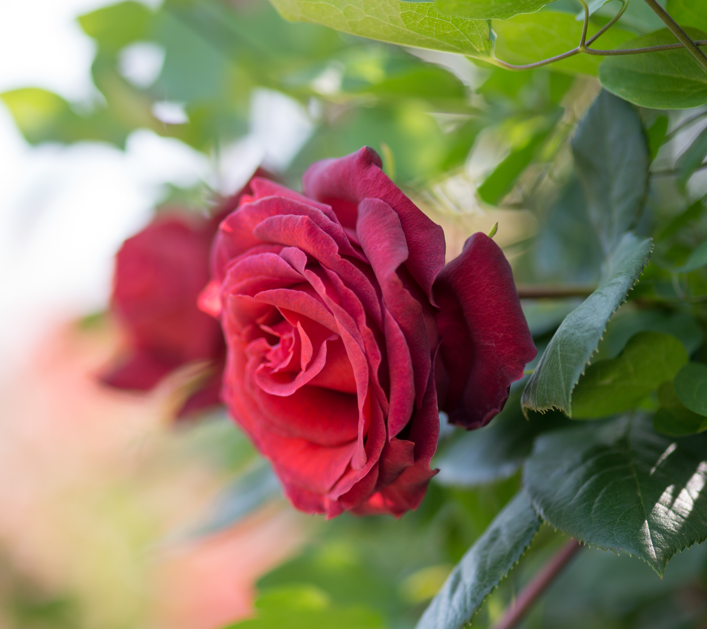 Laden Sie das Blumen, Blume, Makro, Rose, Blatt, Erde/natur-Bild kostenlos auf Ihren PC-Desktop herunter