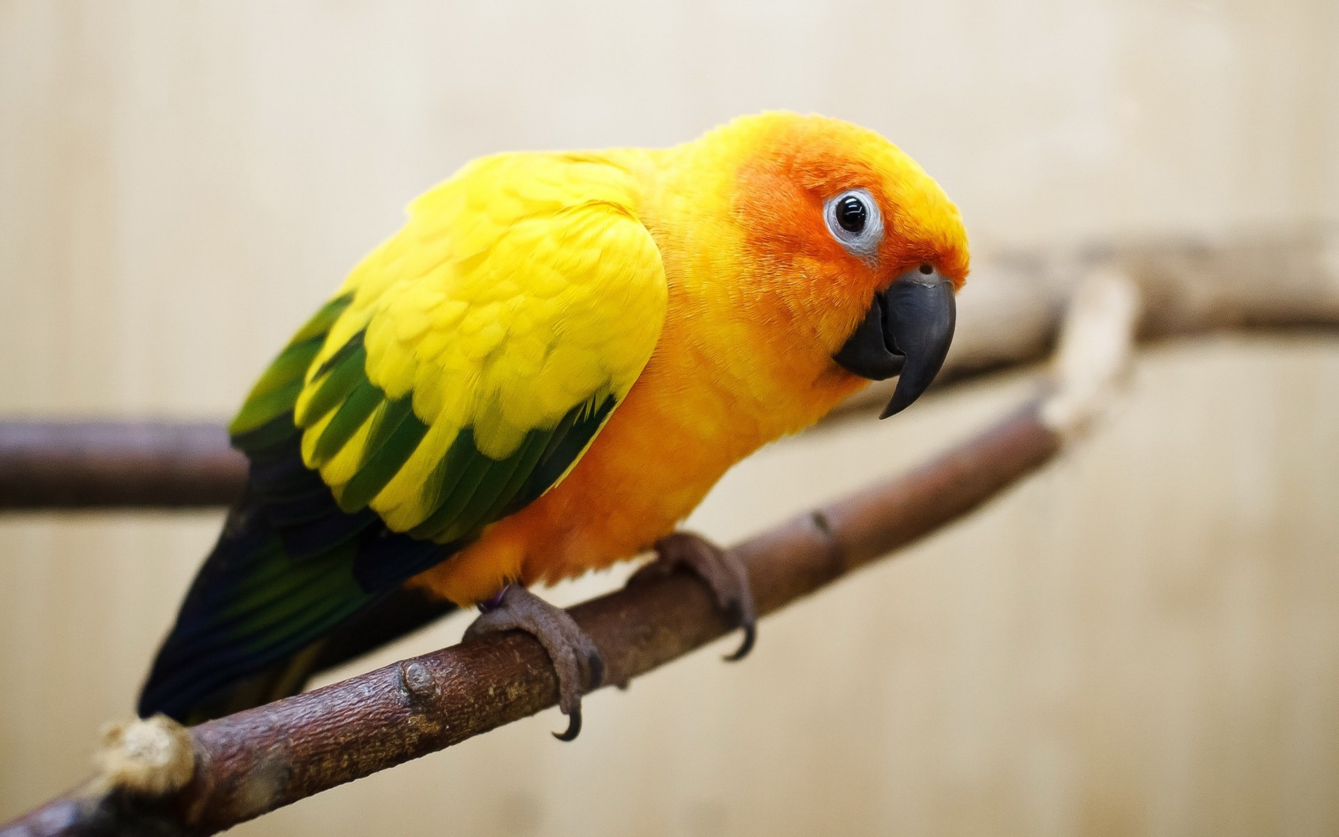 animal, sun parakeet, bird, parakeet, sun conure, birds
