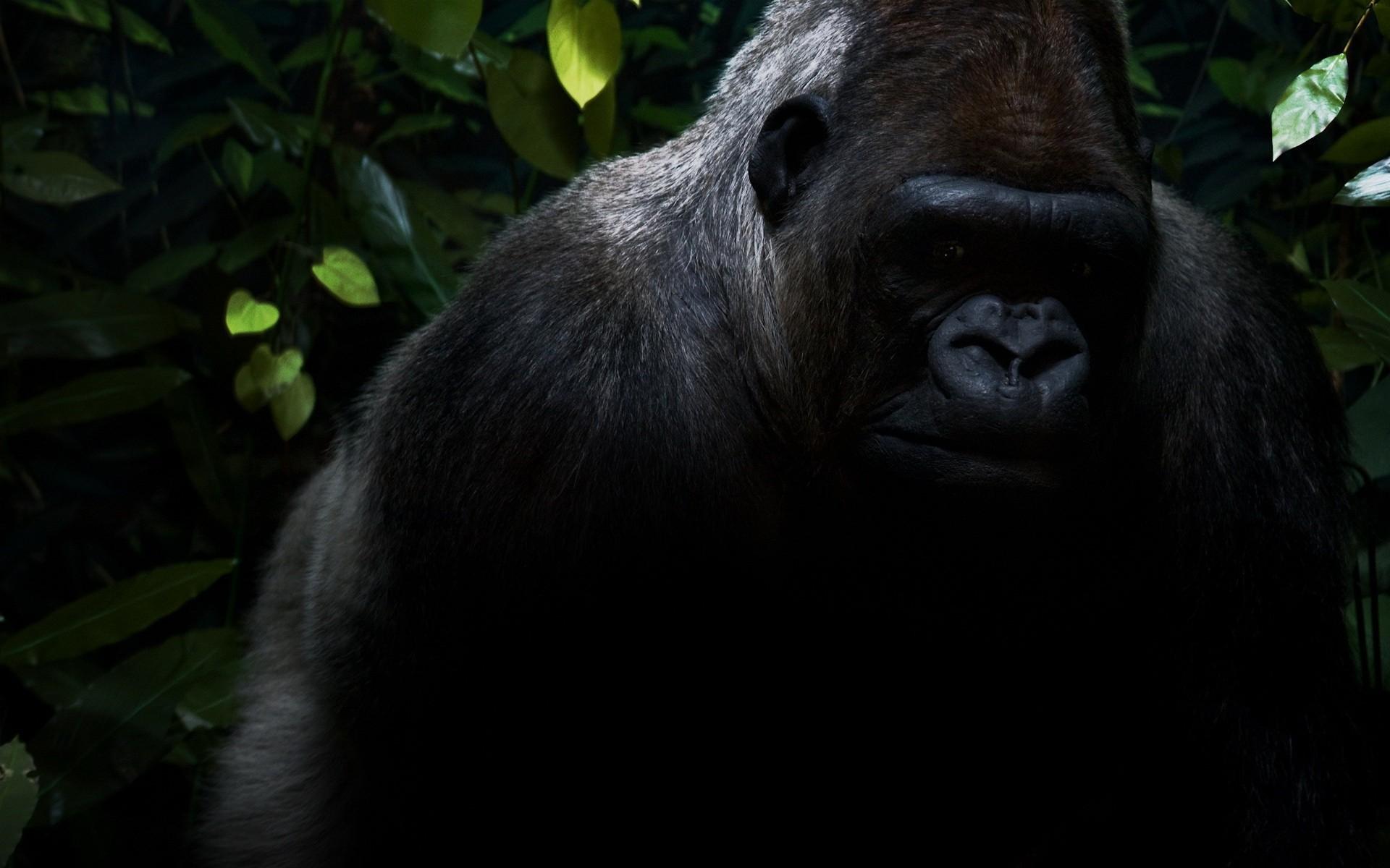 Laden Sie das Tiere, Gorilla-Bild kostenlos auf Ihren PC-Desktop herunter