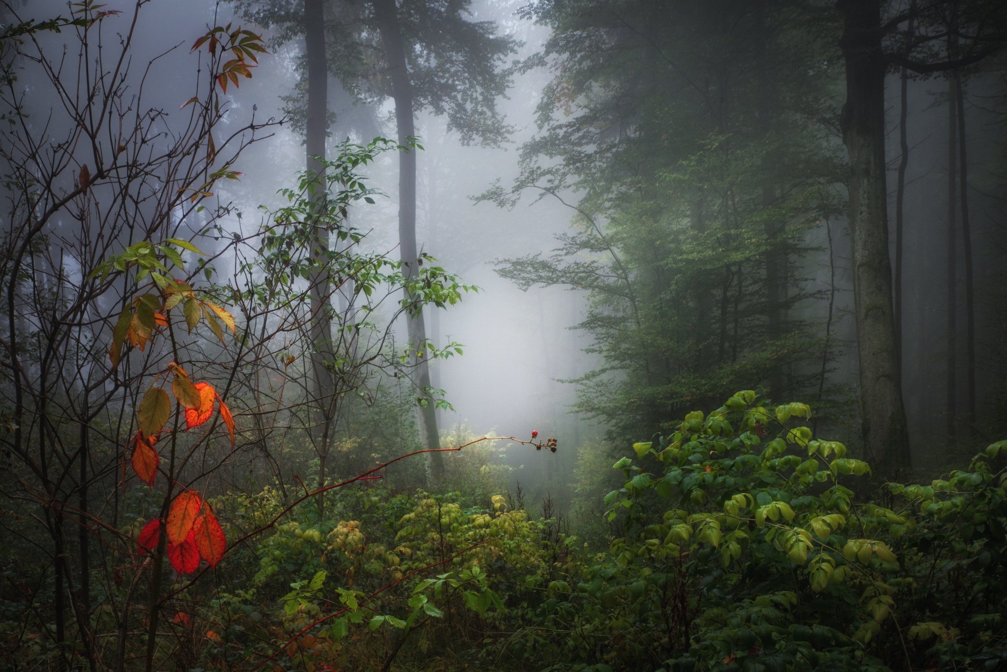 Téléchargez gratuitement l'image Forêt, Arbre, Brouillard, Terre/nature sur le bureau de votre PC