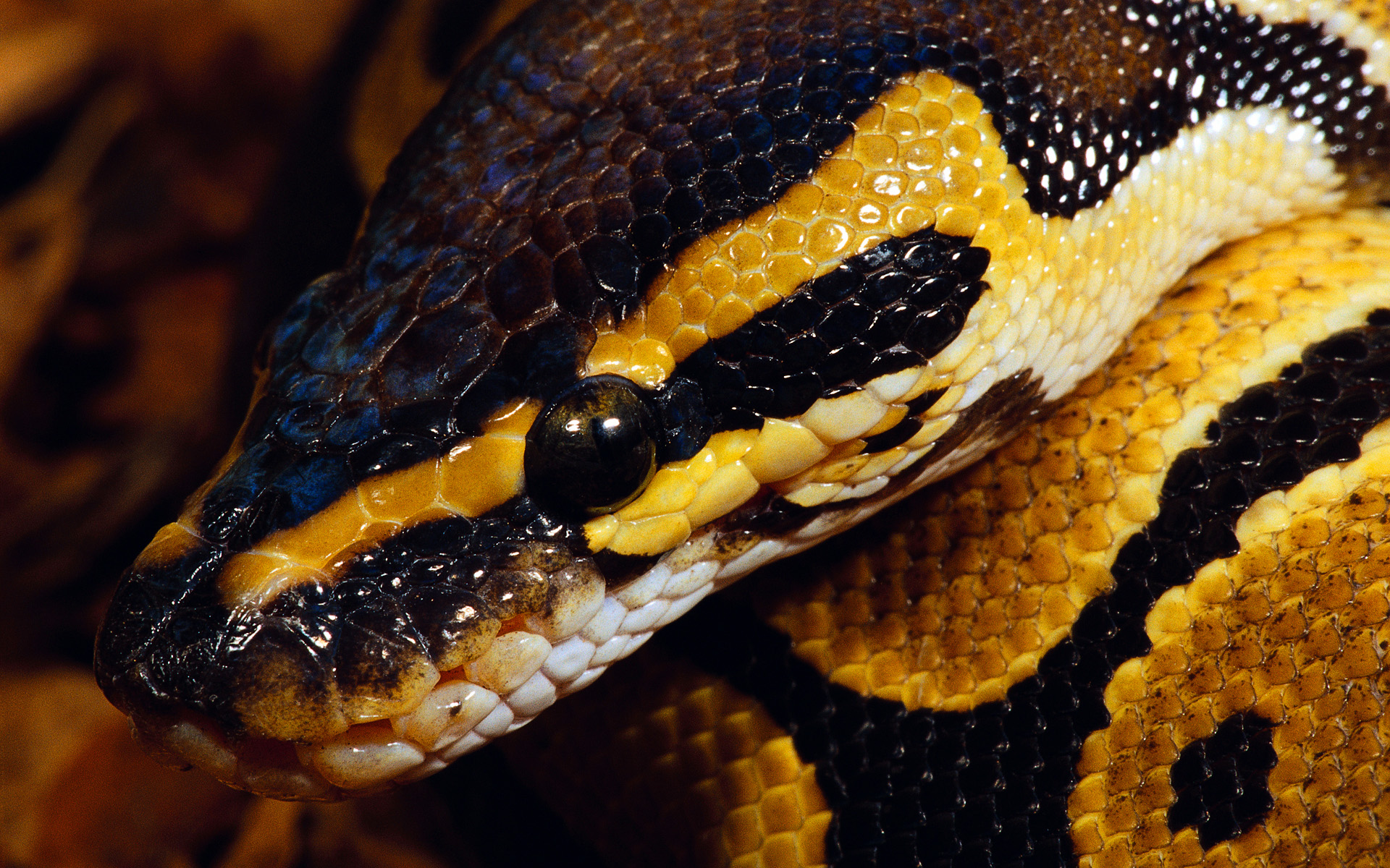 Téléchargez gratuitement l'image Animaux, Serpent, Reptiles sur le bureau de votre PC