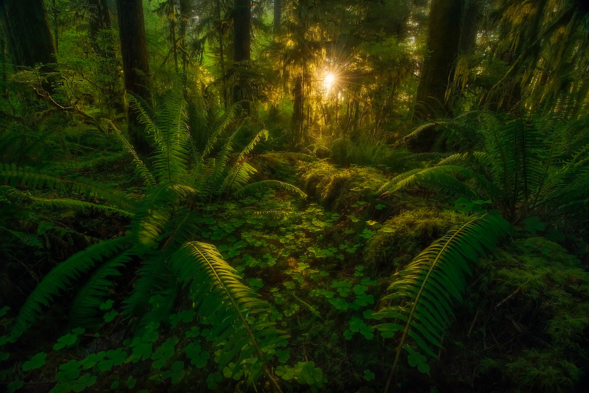 Laden Sie das Wald, Tropisch, Sonnenuntergang, Sonnenstrahl, Erde/natur, Regenwald, Urwald-Bild kostenlos auf Ihren PC-Desktop herunter