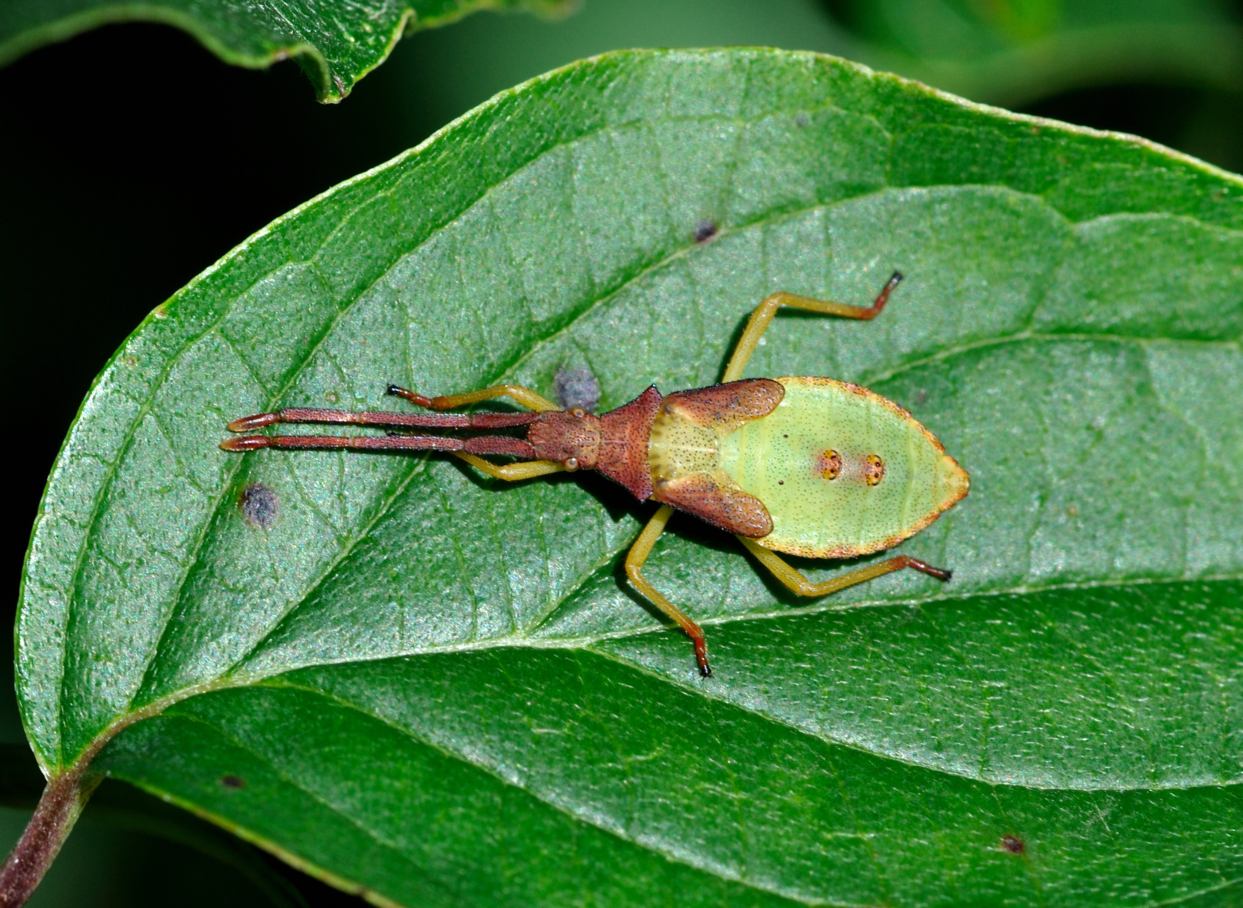 Laden Sie das Tiere, Insekt-Bild kostenlos auf Ihren PC-Desktop herunter