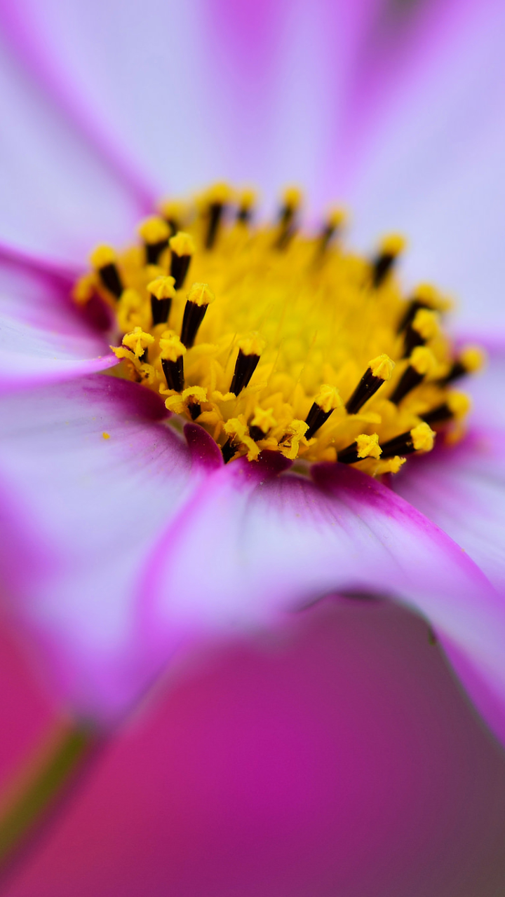 Handy-Wallpaper Blumen, Blume, Nahansicht, Erde/natur kostenlos herunterladen.