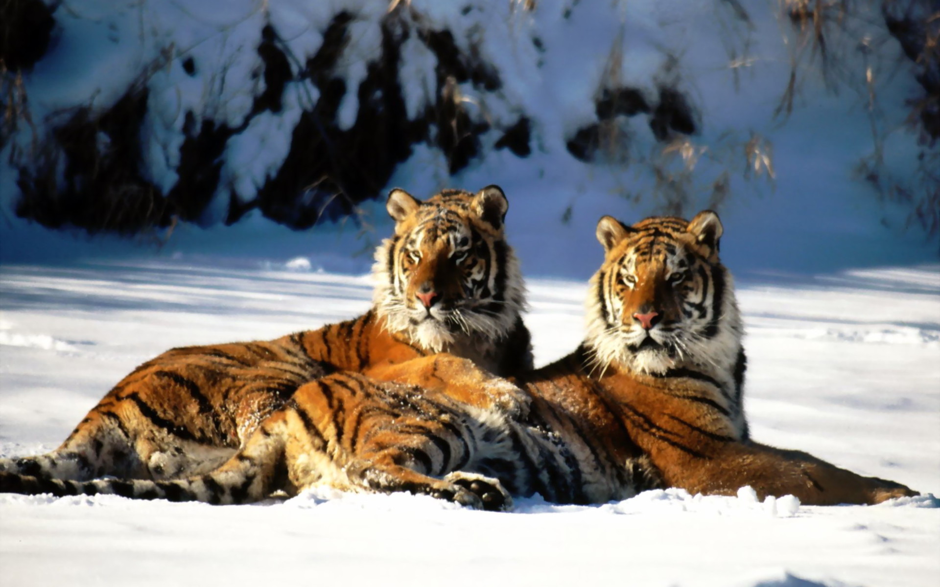 Handy-Wallpaper Tiere, Katzen, Tiger kostenlos herunterladen.