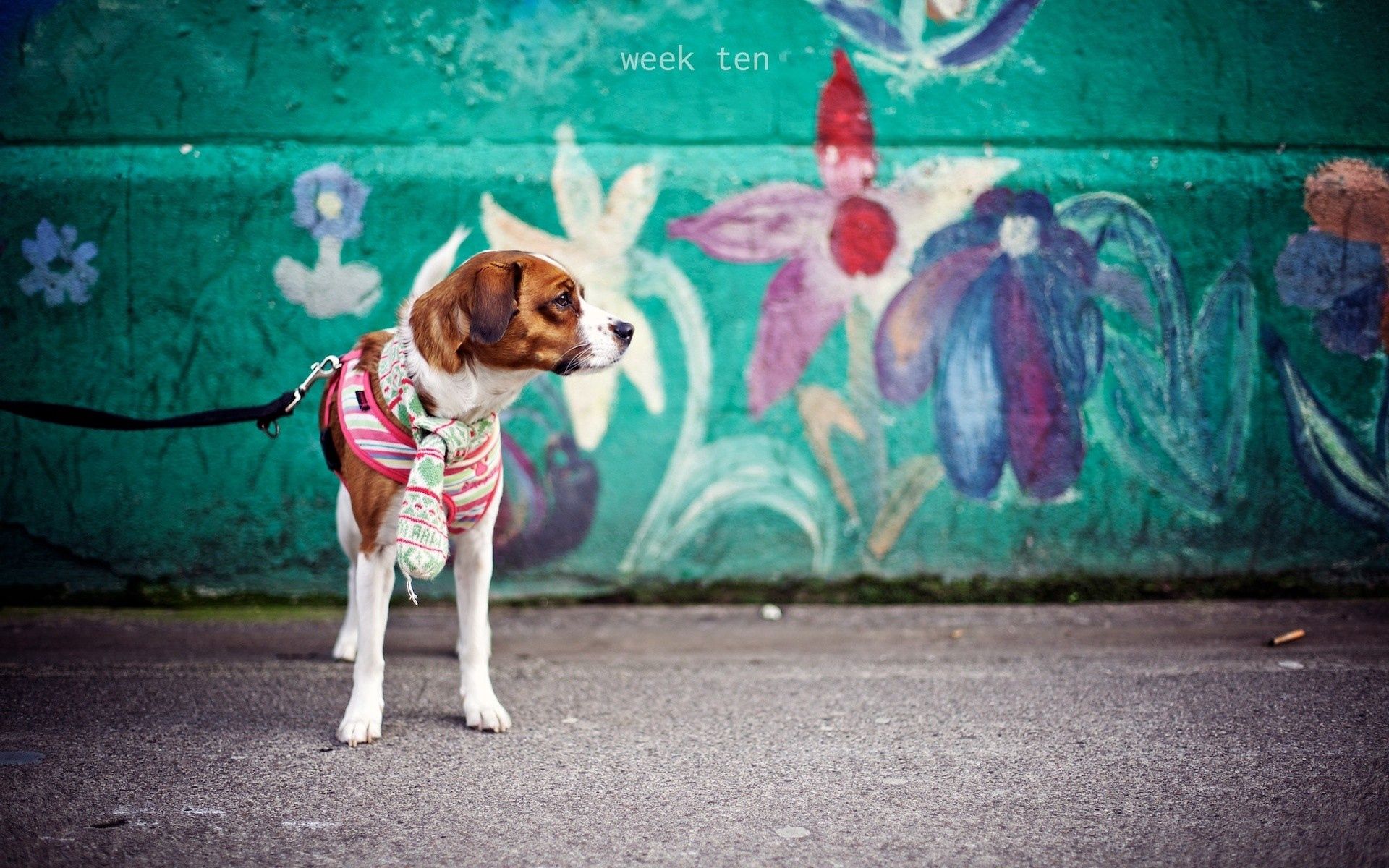 animals, dog, leash, wall, kid, tot, graffiti