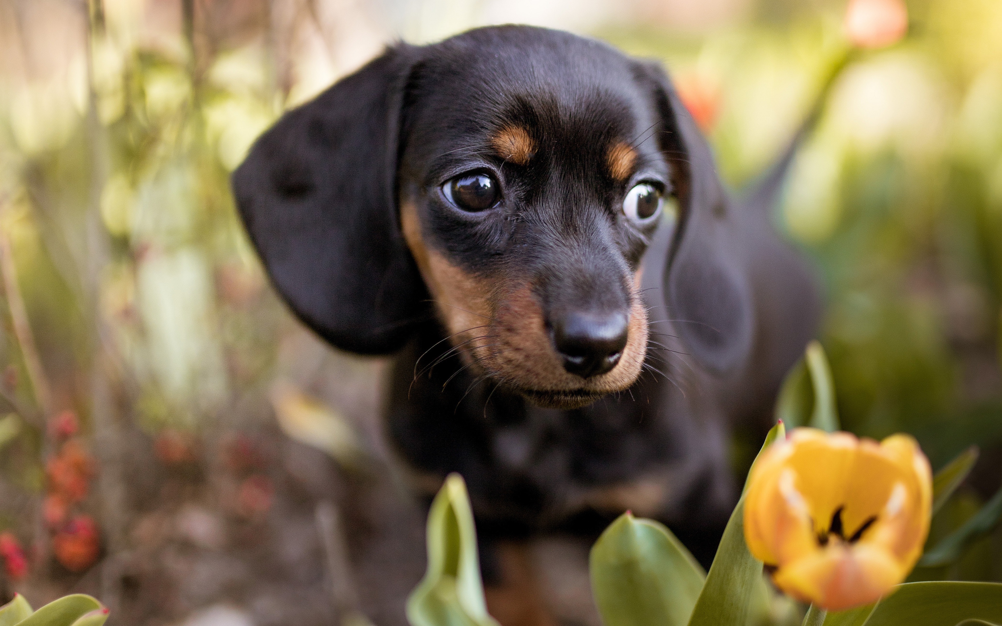 Free download wallpaper Dogs, Dog, Animal, Puppy, Tulip, Dachshund on your PC desktop