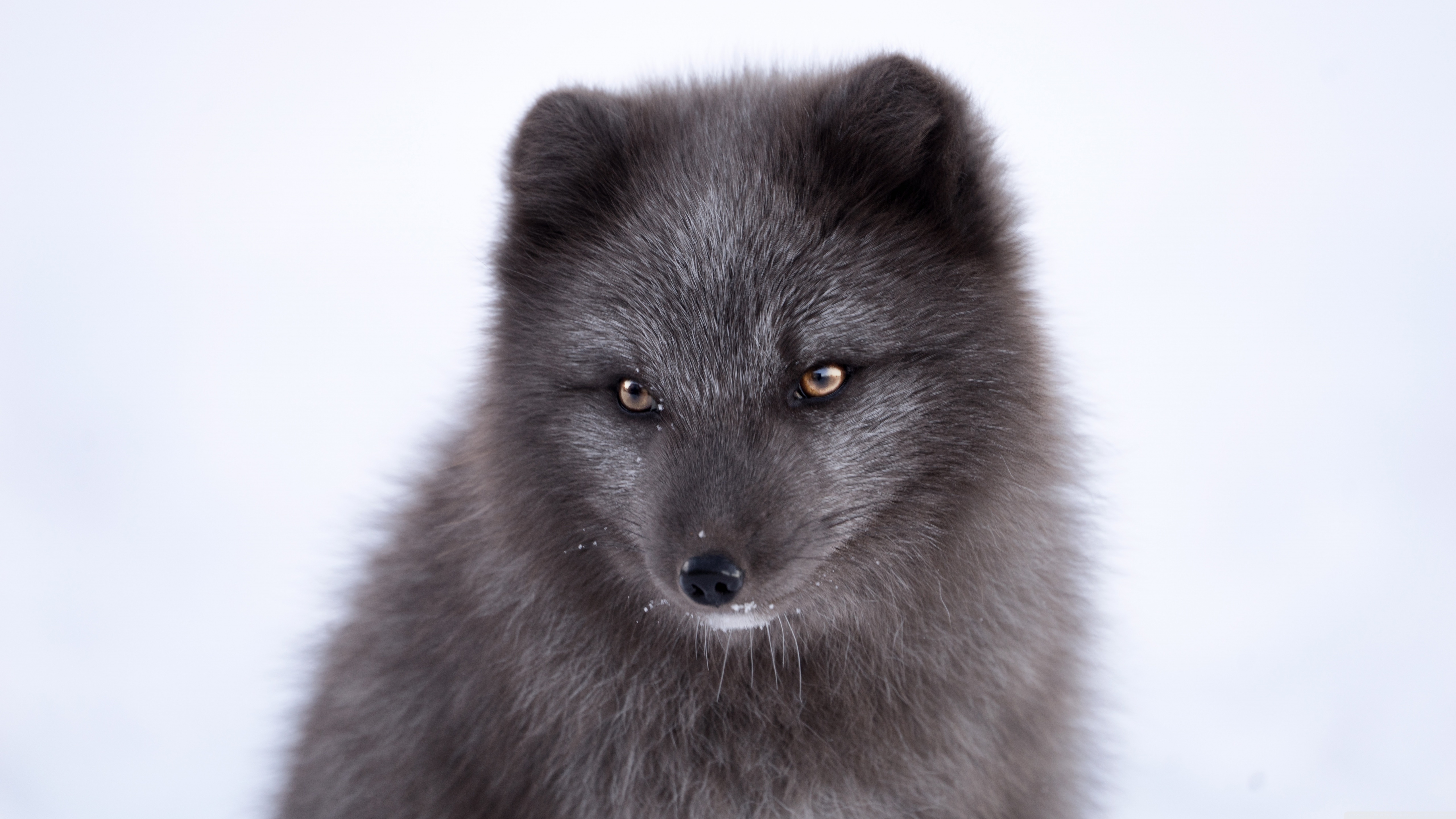 Descarga gratis la imagen Animales, Perros, Zorro Polar en el escritorio de tu PC