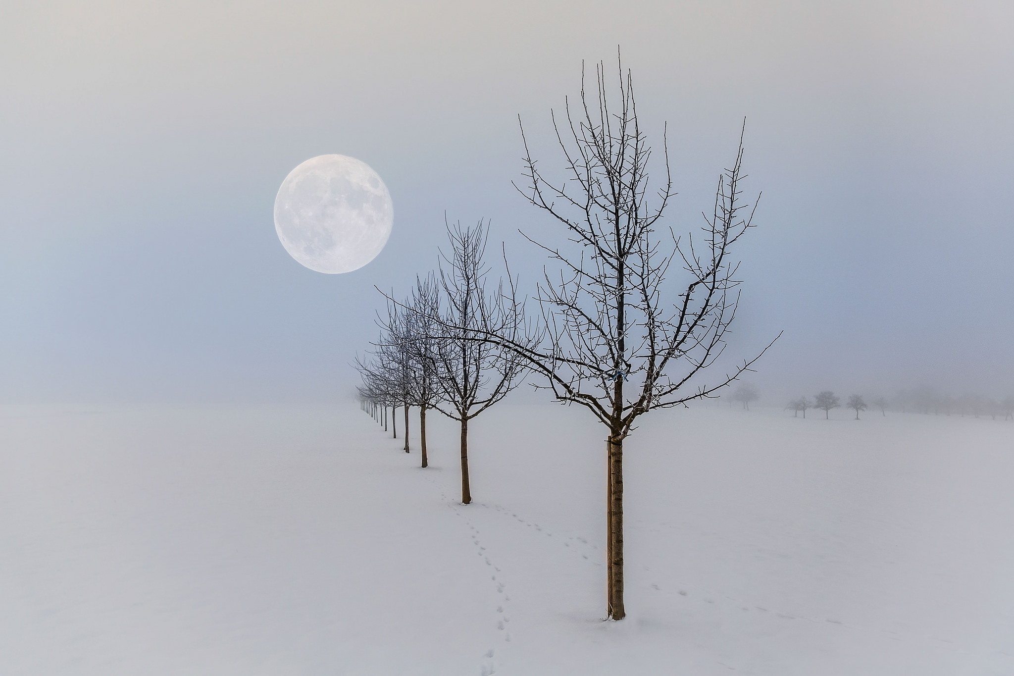 Скачать обои бесплатно Зима, Луна, Снег, Дерево, Туман, Земля/природа картинка на рабочий стол ПК