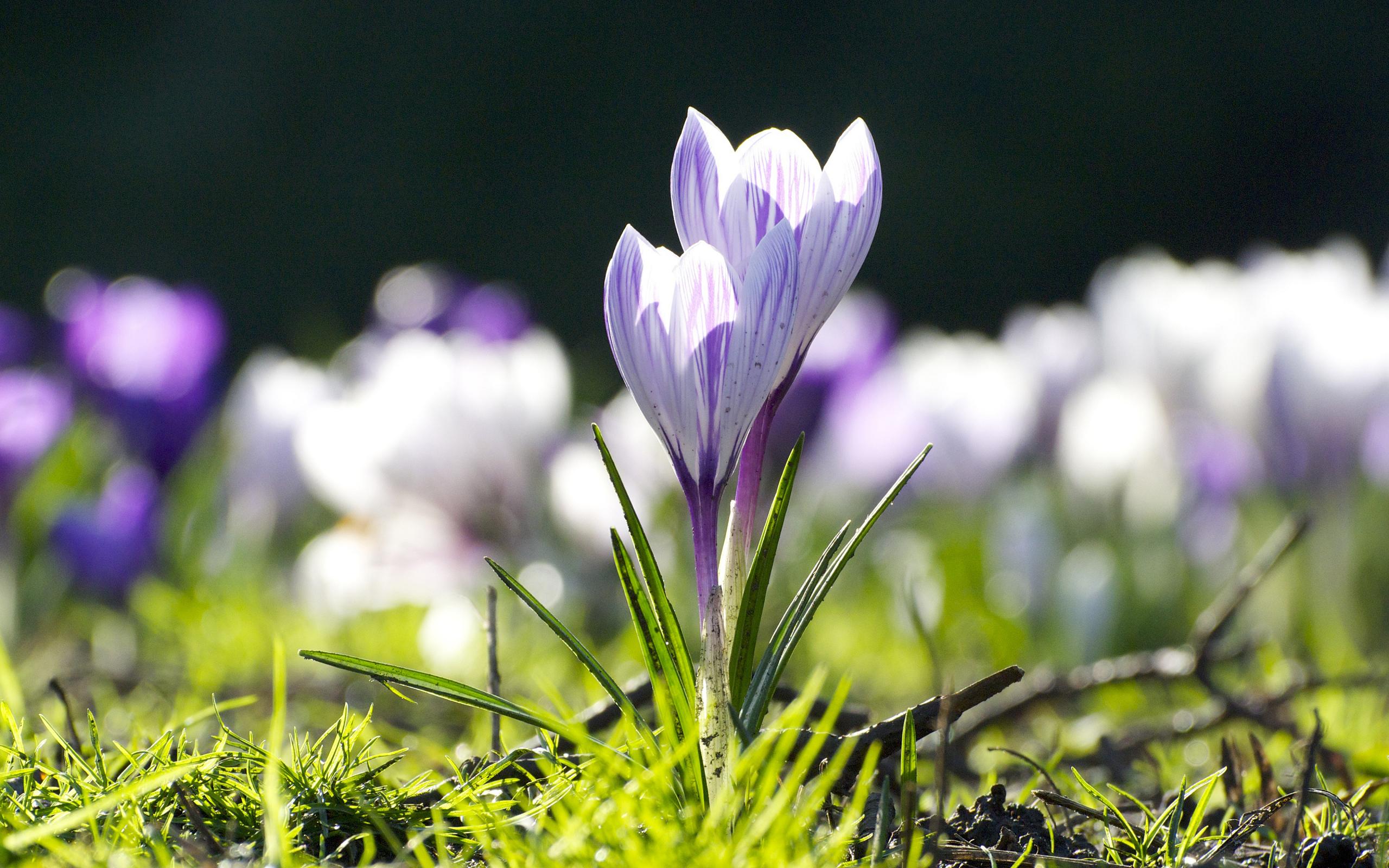 Download mobile wallpaper Crocus, Flowers, Earth for free.