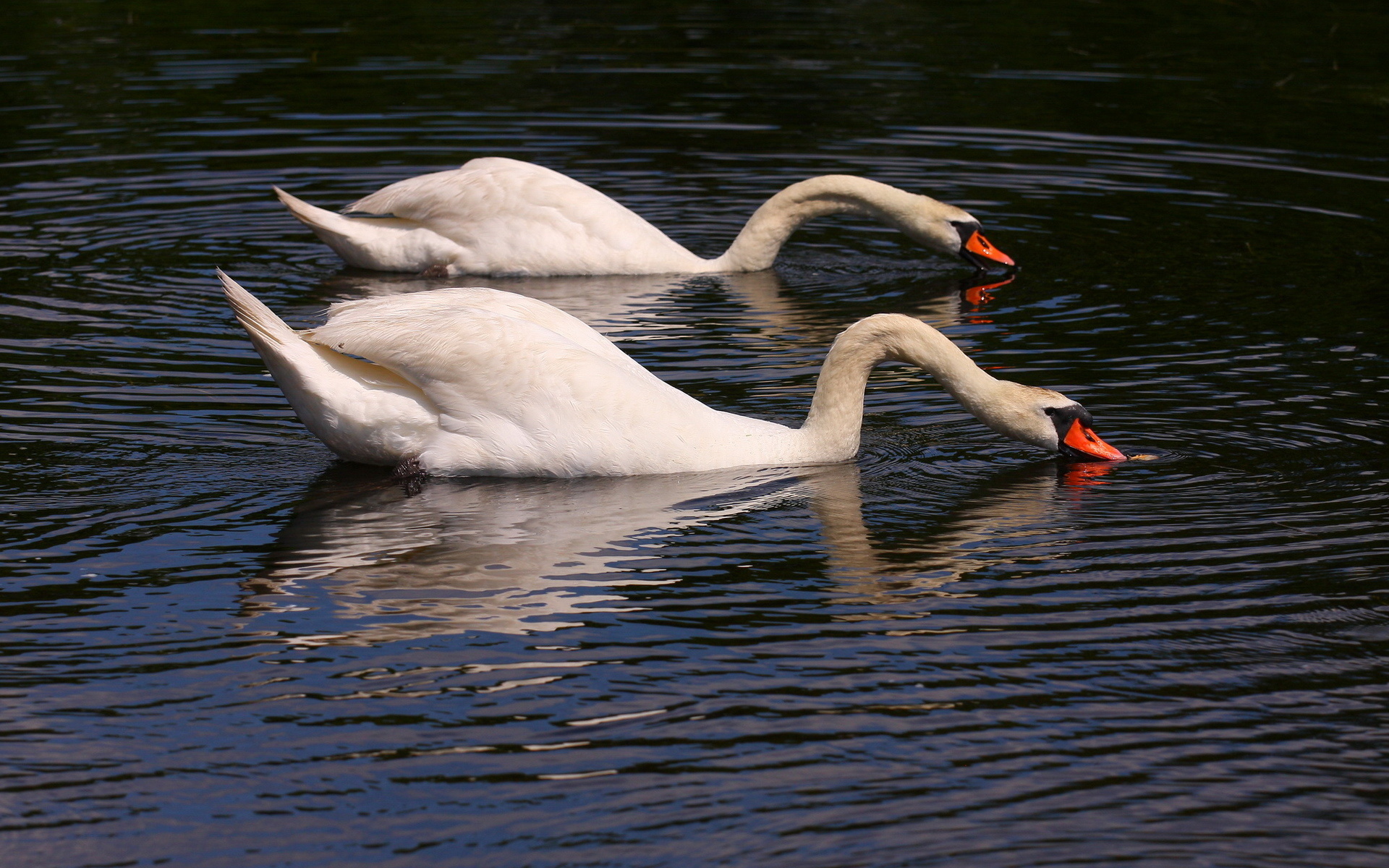 Téléchargez des papiers peints mobile Animaux, Des Oiseaux, Cygne Tuberculé gratuitement.