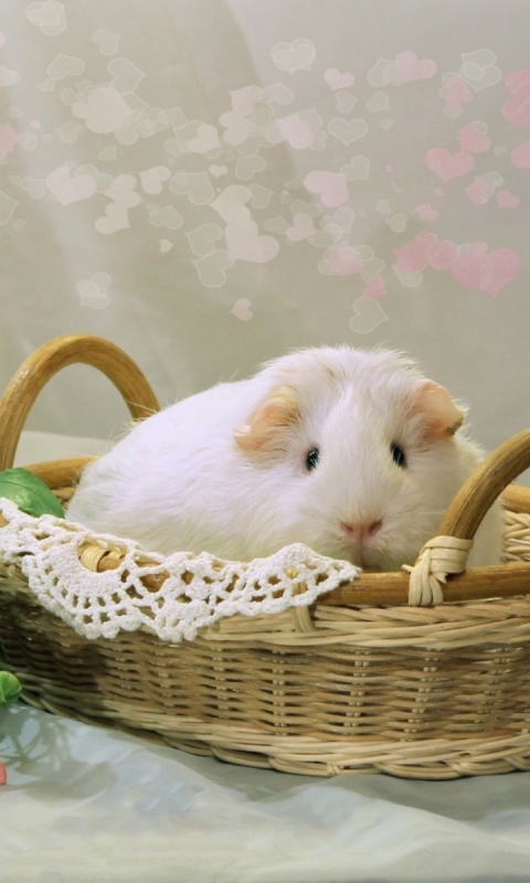 Download mobile wallpaper Animal, Guinea Pig, Rodent for free.