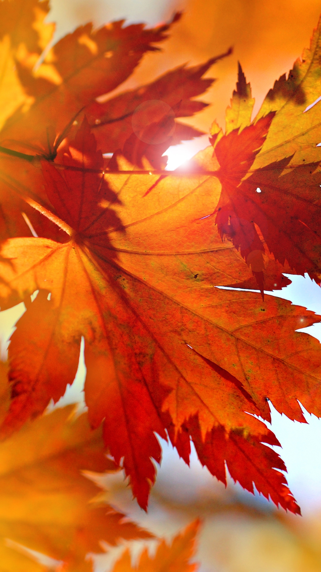 Download mobile wallpaper Close Up, Leaf, Fall, Earth, Maple Leaf for free.
