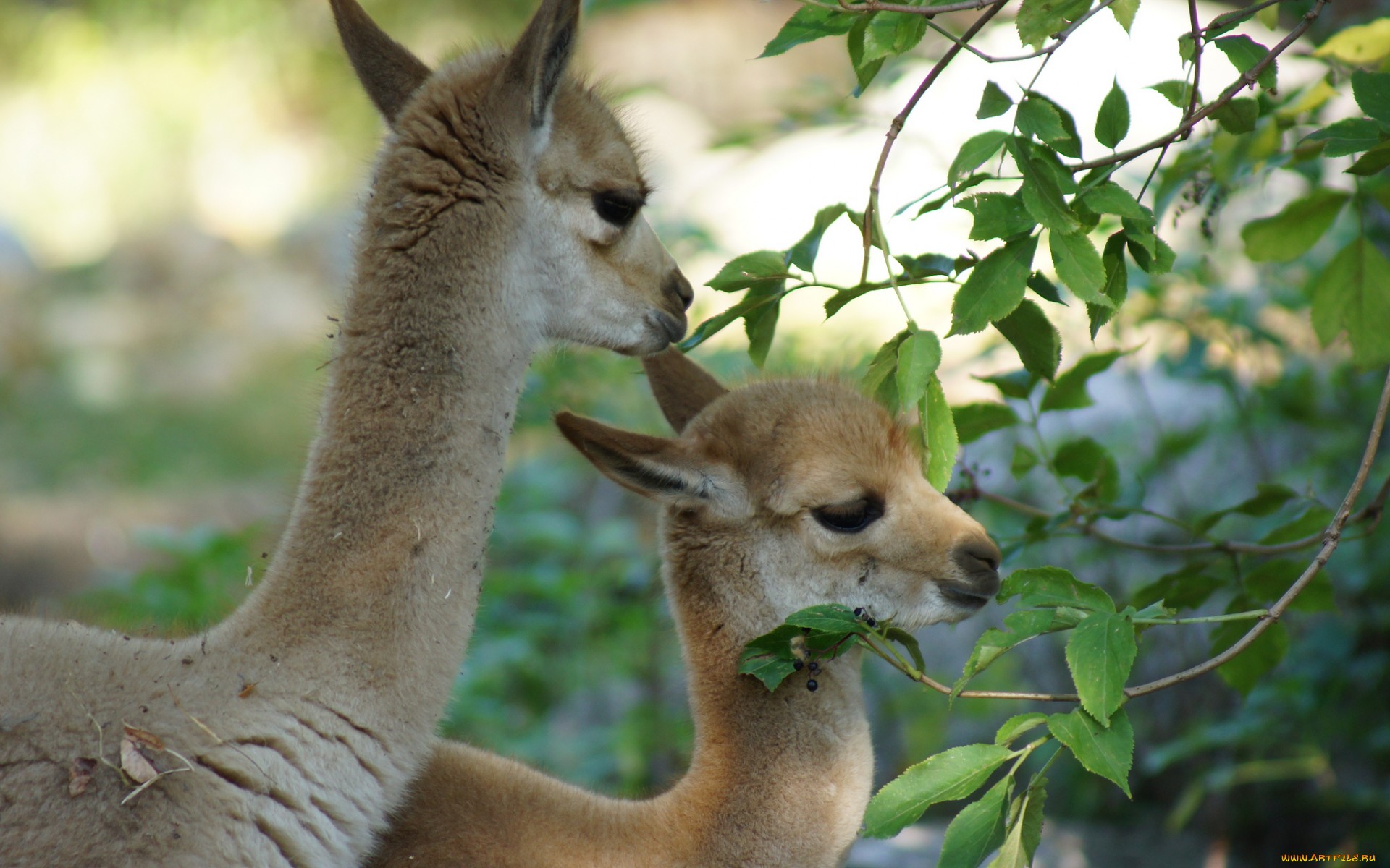 Download mobile wallpaper Animal, Vicuna for free.