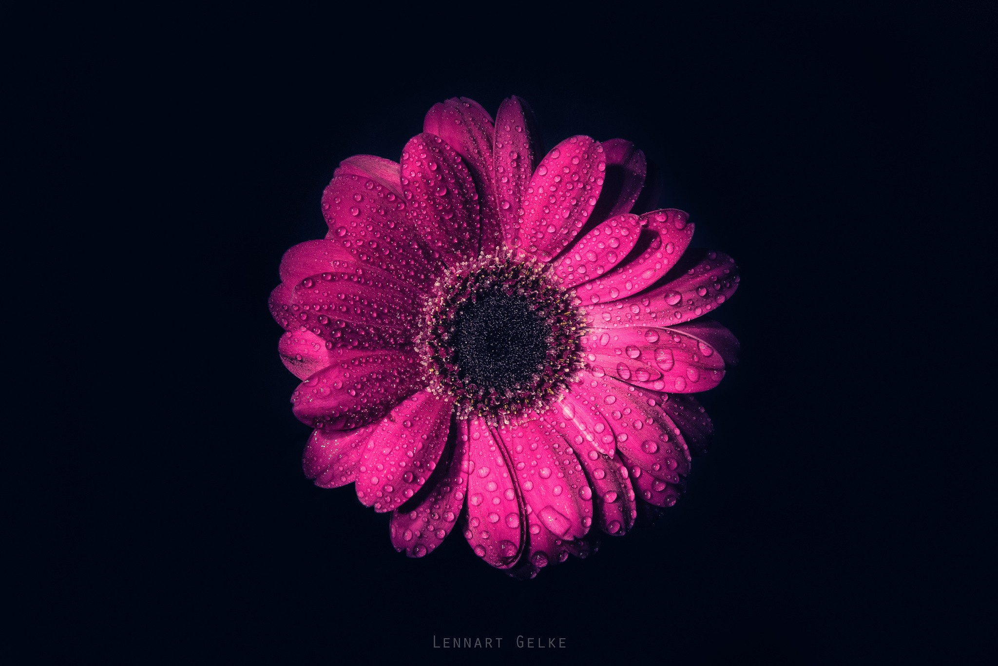 Download mobile wallpaper Flowers, Flower, Earth, Gerbera, Water Drop, Pink Flower for free.