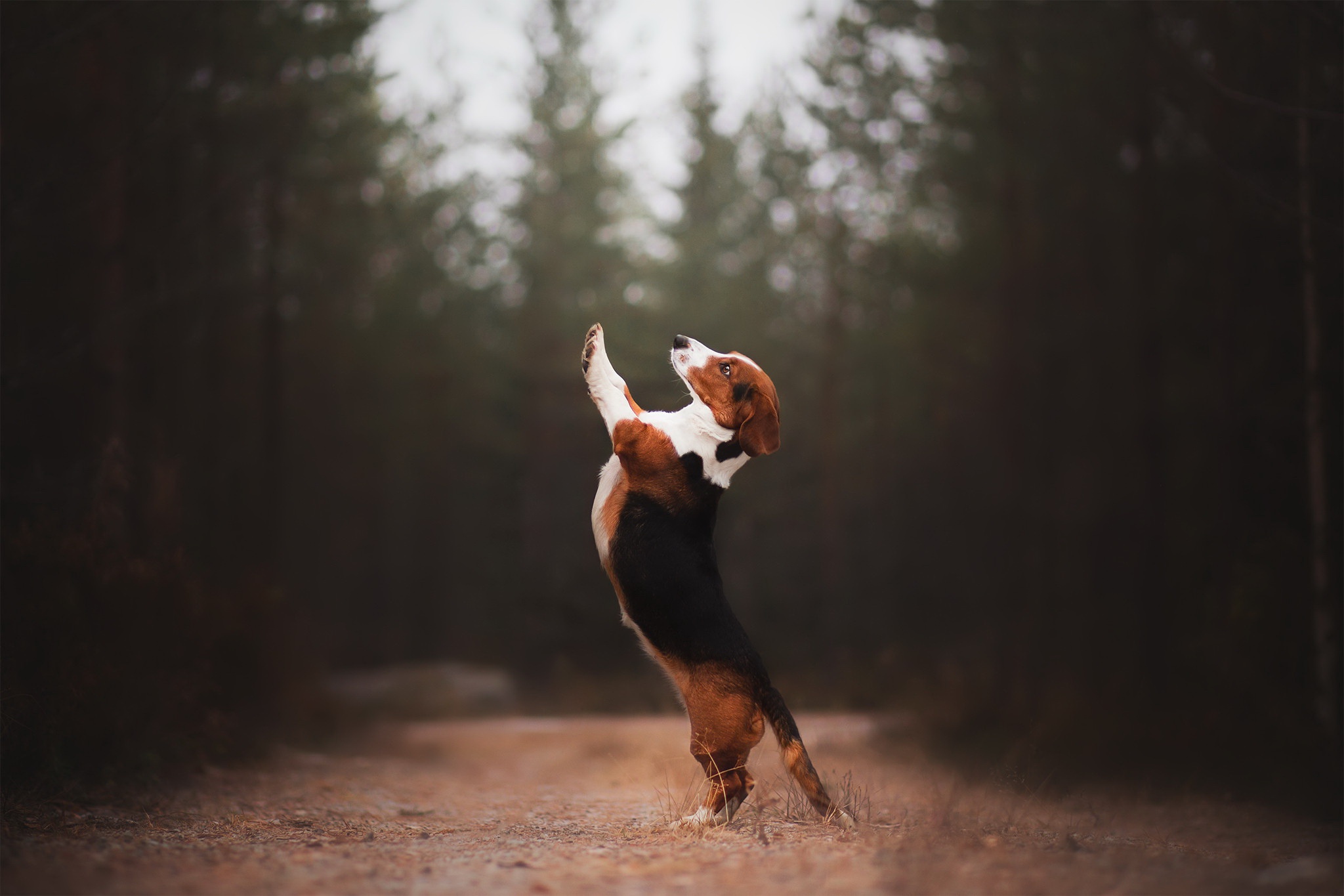 Free download wallpaper Dogs, Dog, Animal, Beagle, Depth Of Field on your PC desktop