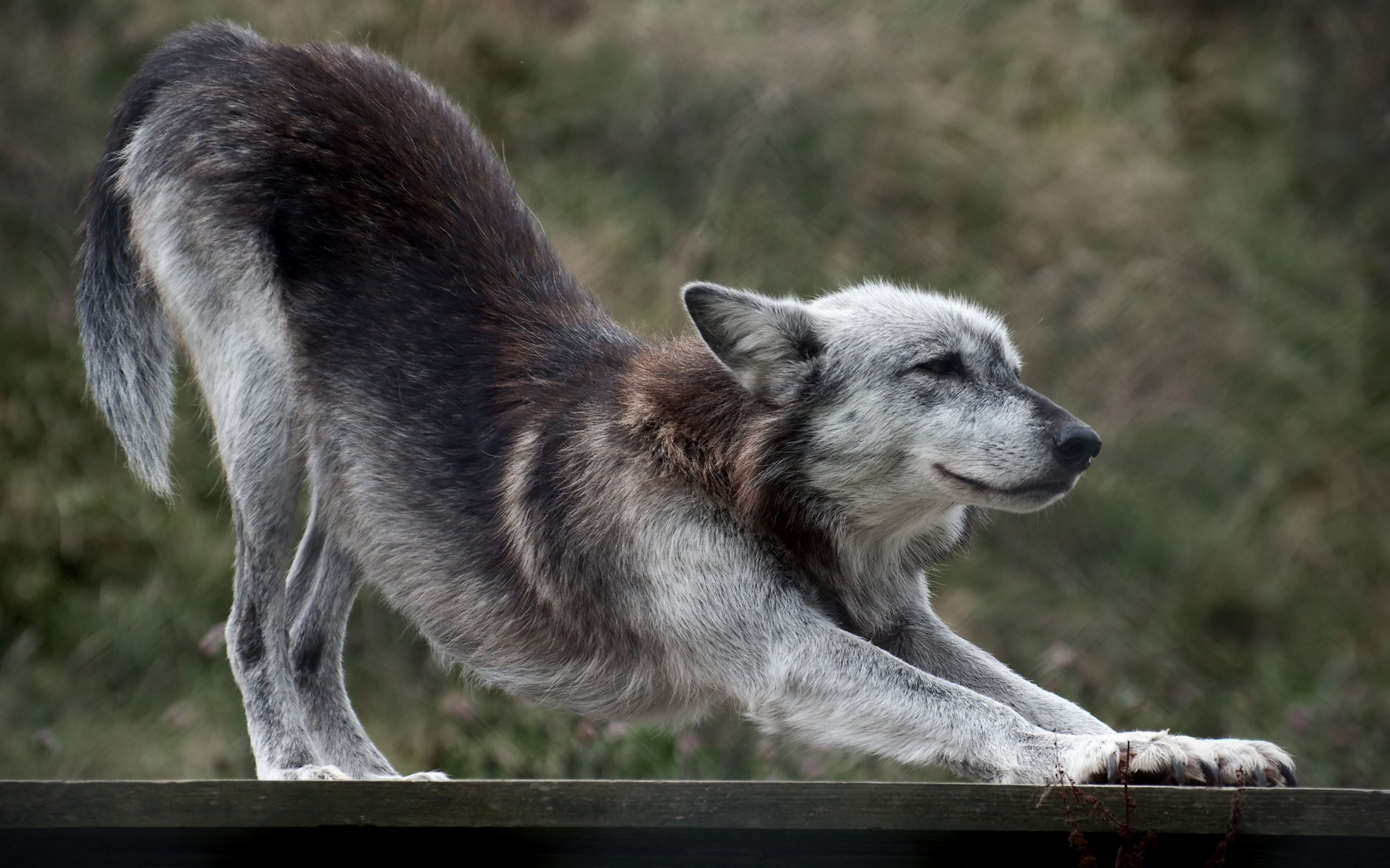 Laden Sie das Wolves, Wolf, Tiere-Bild kostenlos auf Ihren PC-Desktop herunter