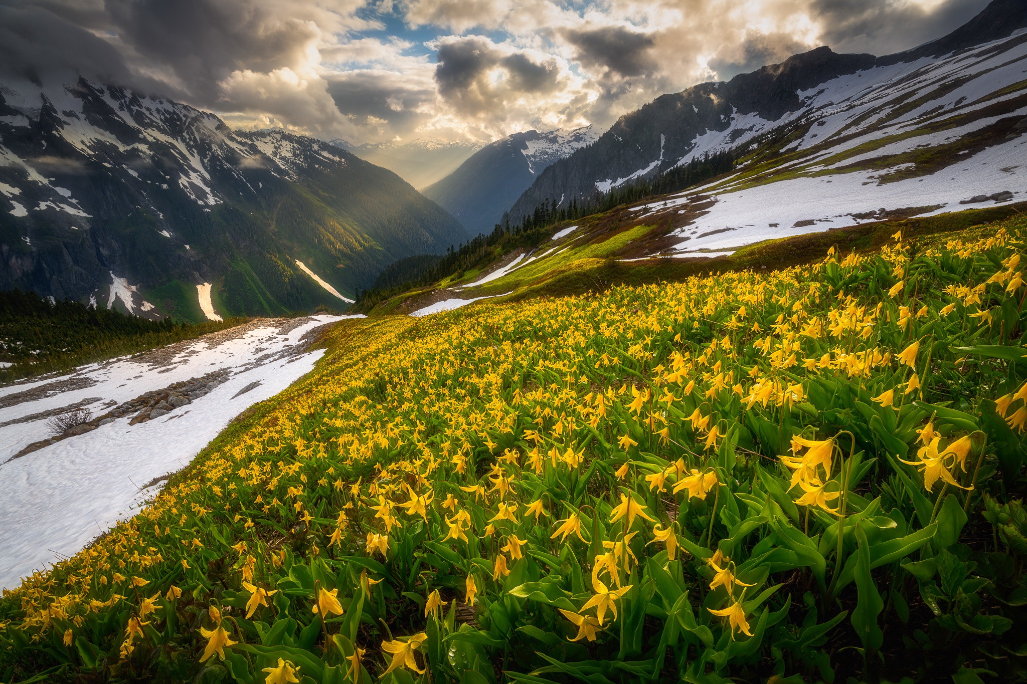 Free download wallpaper Mountains, Snow, Mountain, Flower, Earth, Spring on your PC desktop