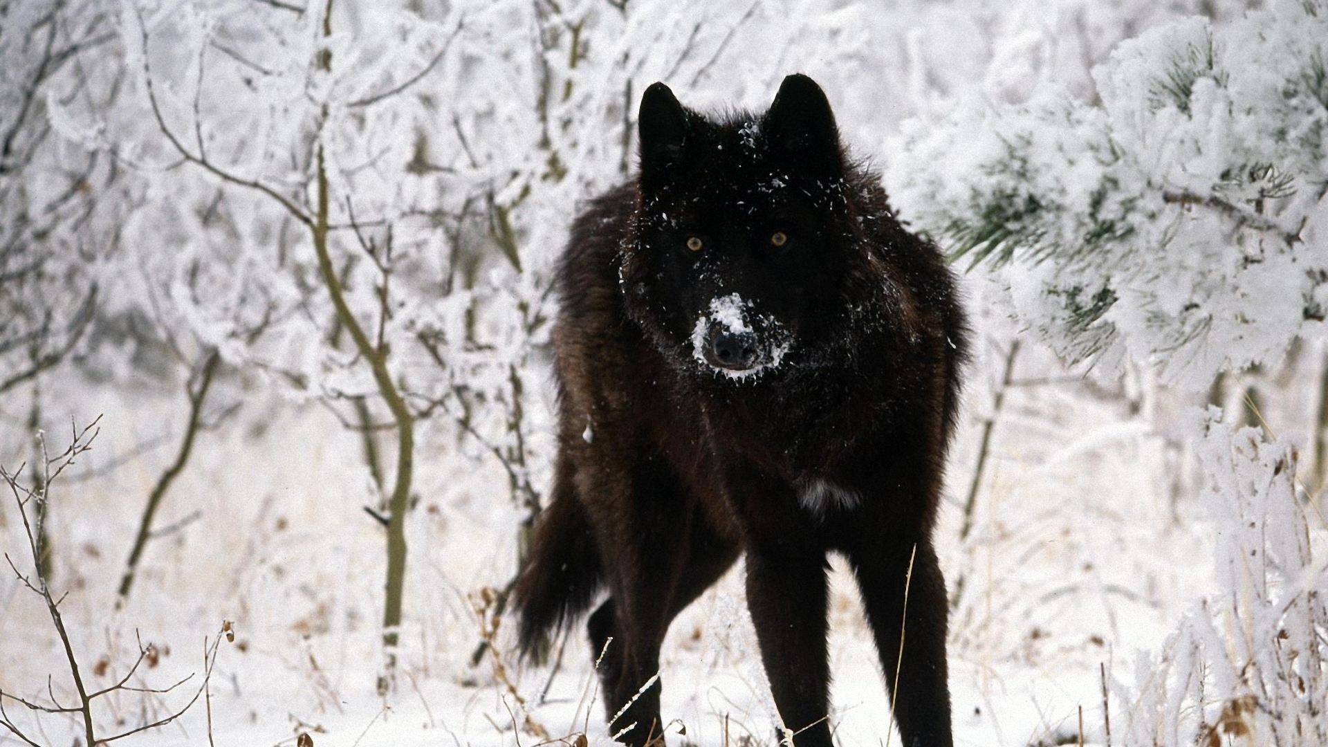 Téléchargez des papiers peints mobile Animaux, Loup, L'hiver, Neiger, Loup Noir gratuitement.