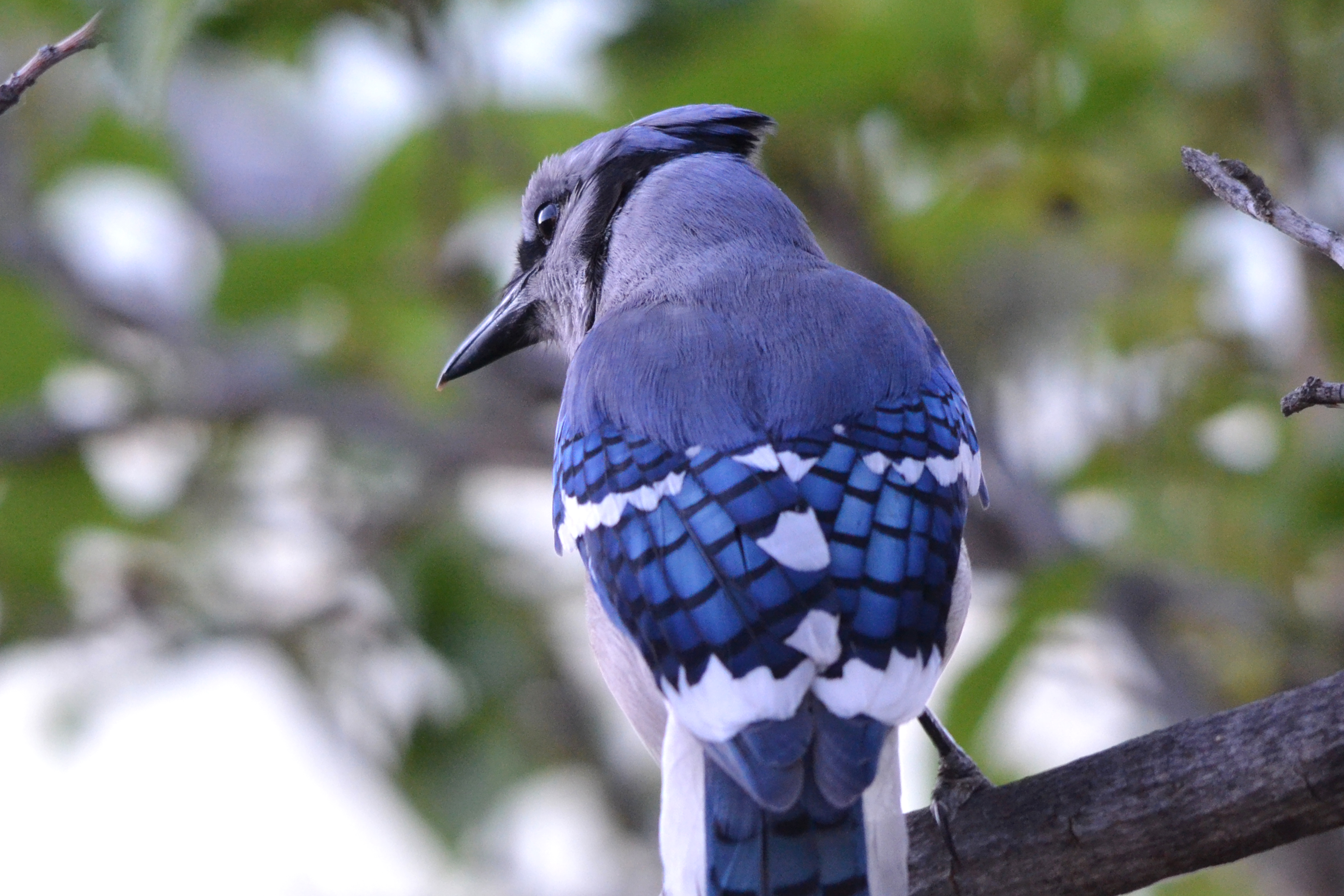 Download mobile wallpaper Blue Jay, Birds, Animal for free.
