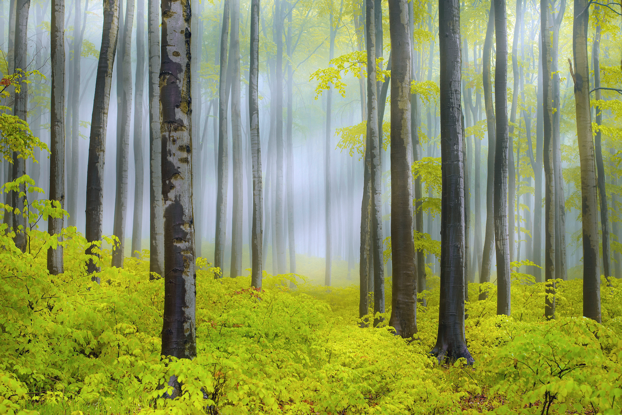 Free download wallpaper Nature, Forest, Tree, Fog, Earth, Spring, Sunbeam on your PC desktop