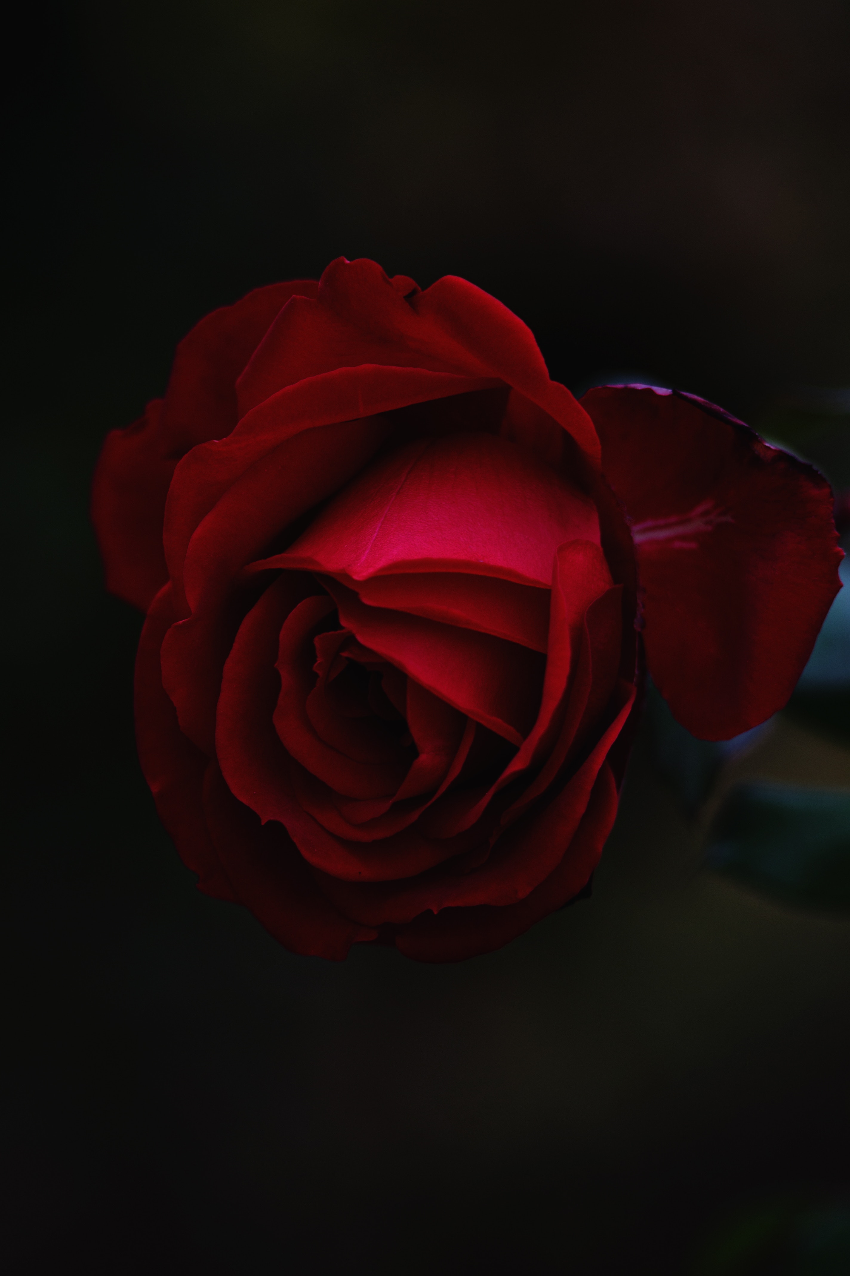 154763 descargar fondo de pantalla flores, rosa, rojo, flor rosa, brote, yema: protectores de pantalla e imágenes gratis