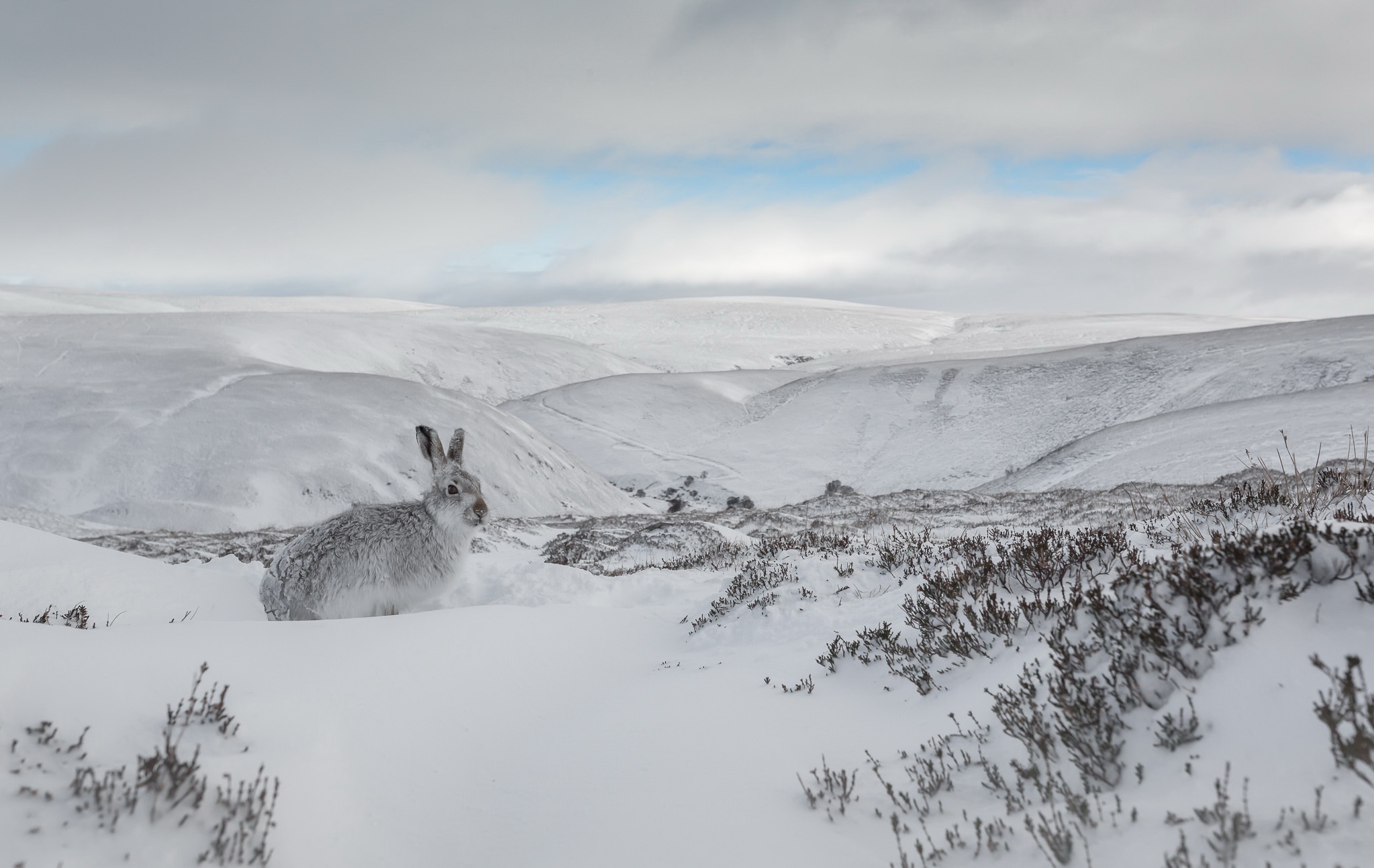 Free download wallpaper Landscape, Winter, Nature, Snow, Animal, Hare on your PC desktop