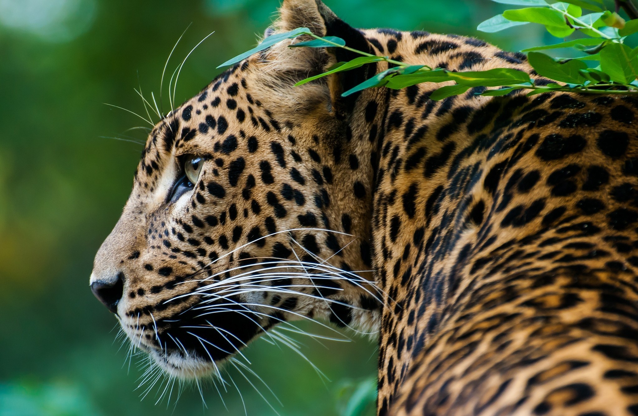 Baixar papel de parede para celular de Leopardo, Gatos, Animais gratuito.