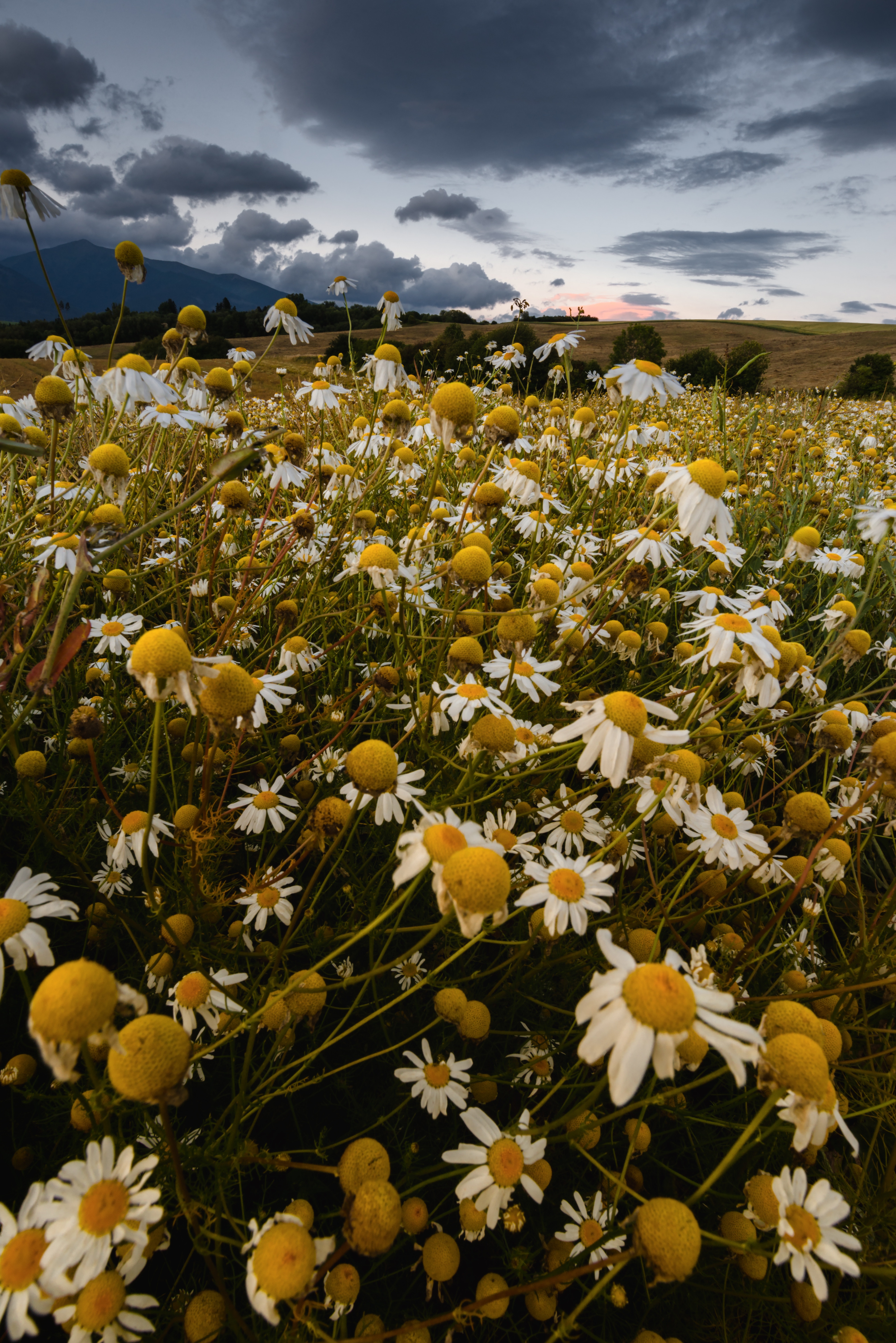Free download wallpaper Mainly Cloudy, Overcast, Field, Flowers, Summer, Camomile on your PC desktop