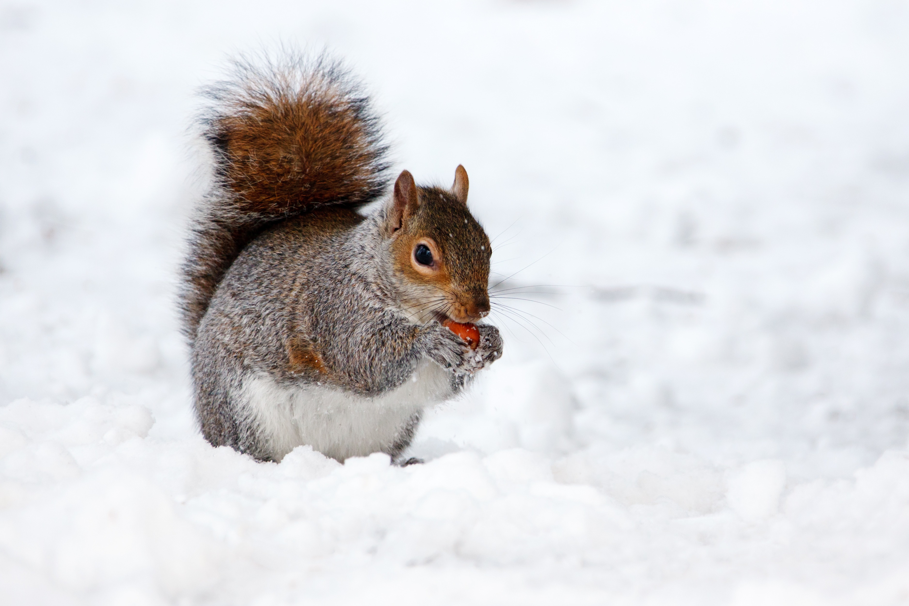 Download mobile wallpaper Winter, Squirrel, Snow, Animal, Rodent for free.