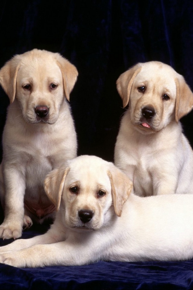 Baixar papel de parede para celular de Animais, Cães, Cão, Cachorro, Bonitinho, Fofo, Labrador Retriever, Filhote gratuito.
