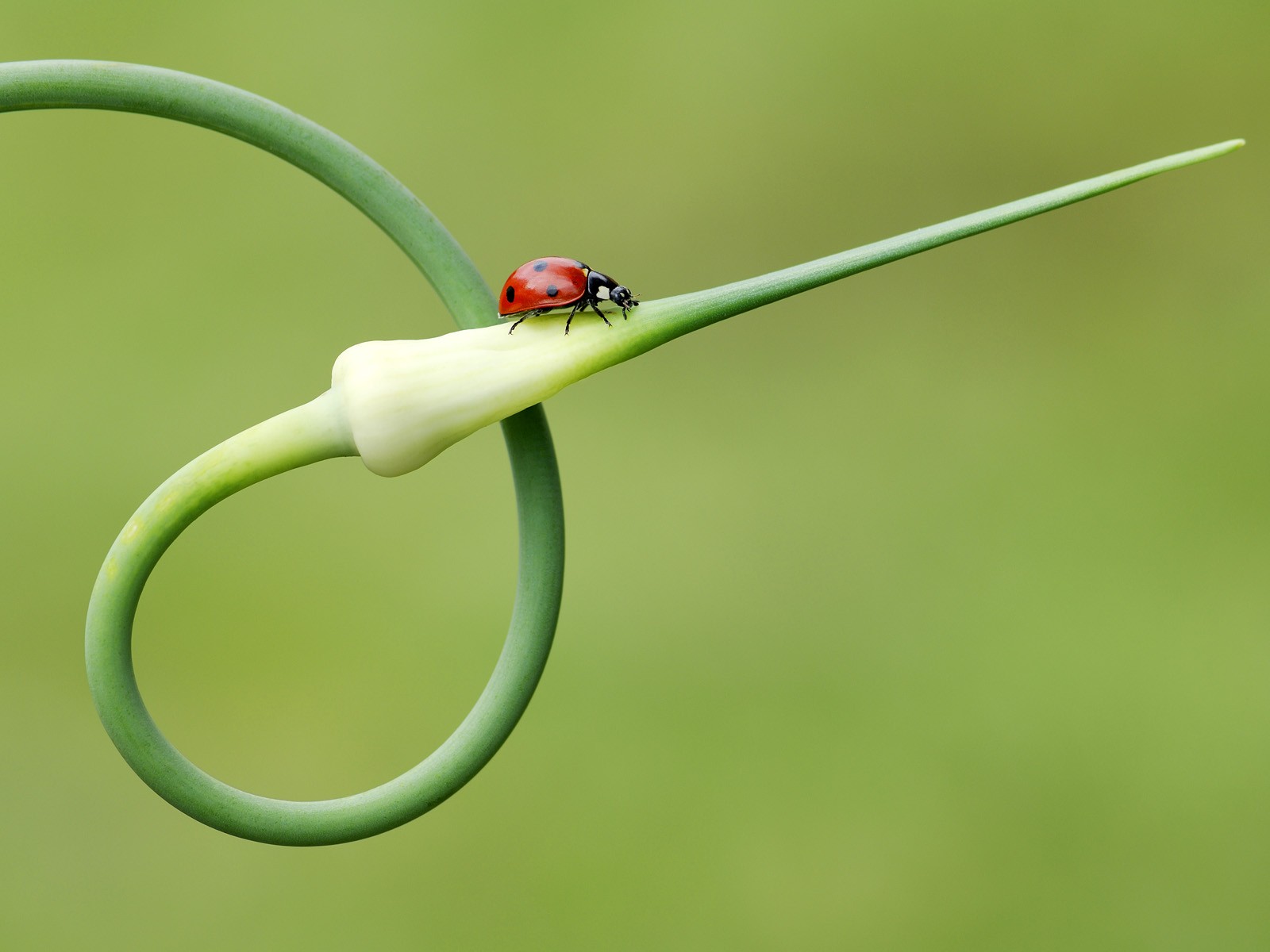 Descarga gratuita de fondo de pantalla para móvil de Animales, Insecto.