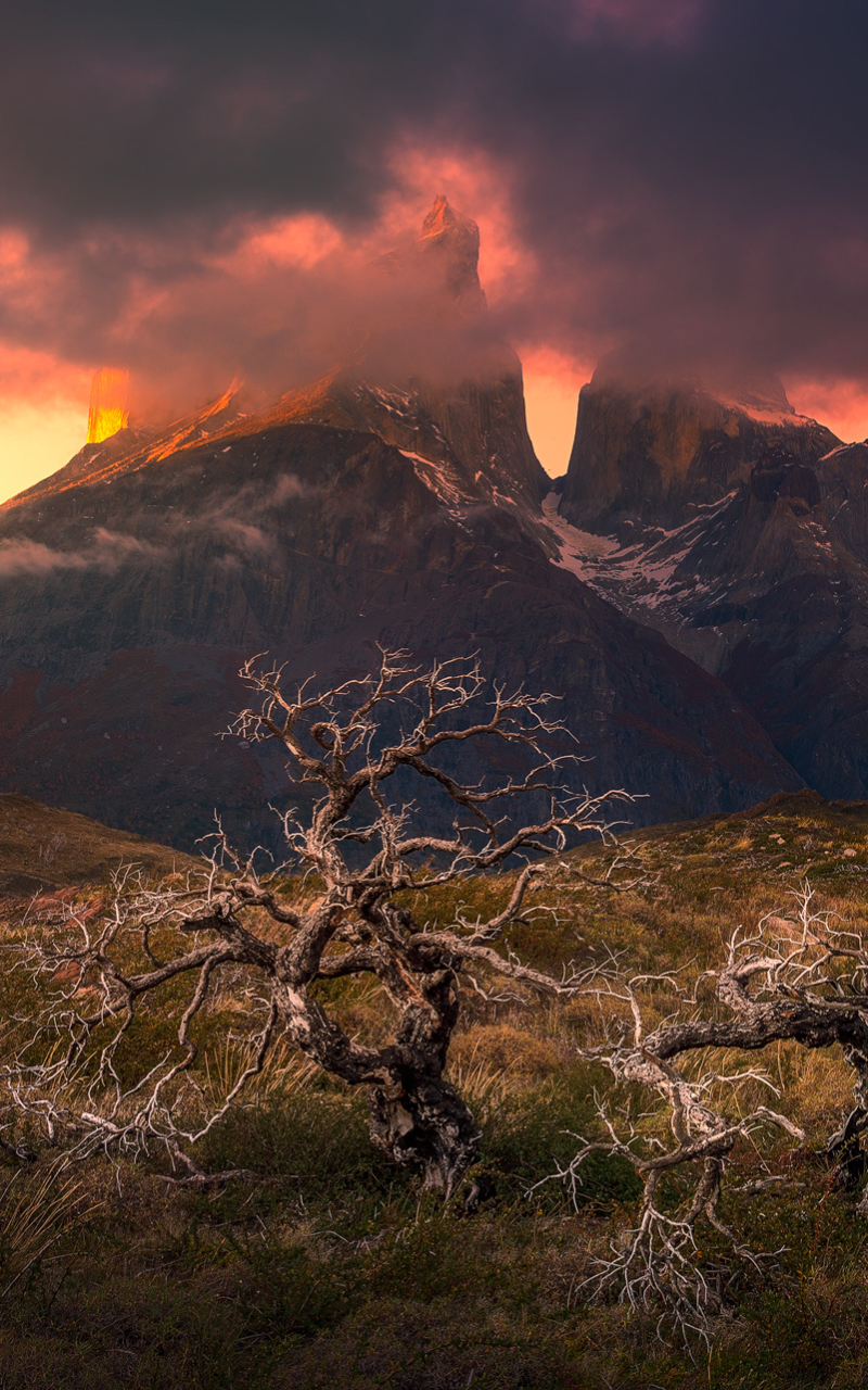 Download mobile wallpaper Landscape, Mountains, Mountain, Tree, Earth, Cloud, Chile, Patagonia, Torres Del Paine, Lonely Tree for free.