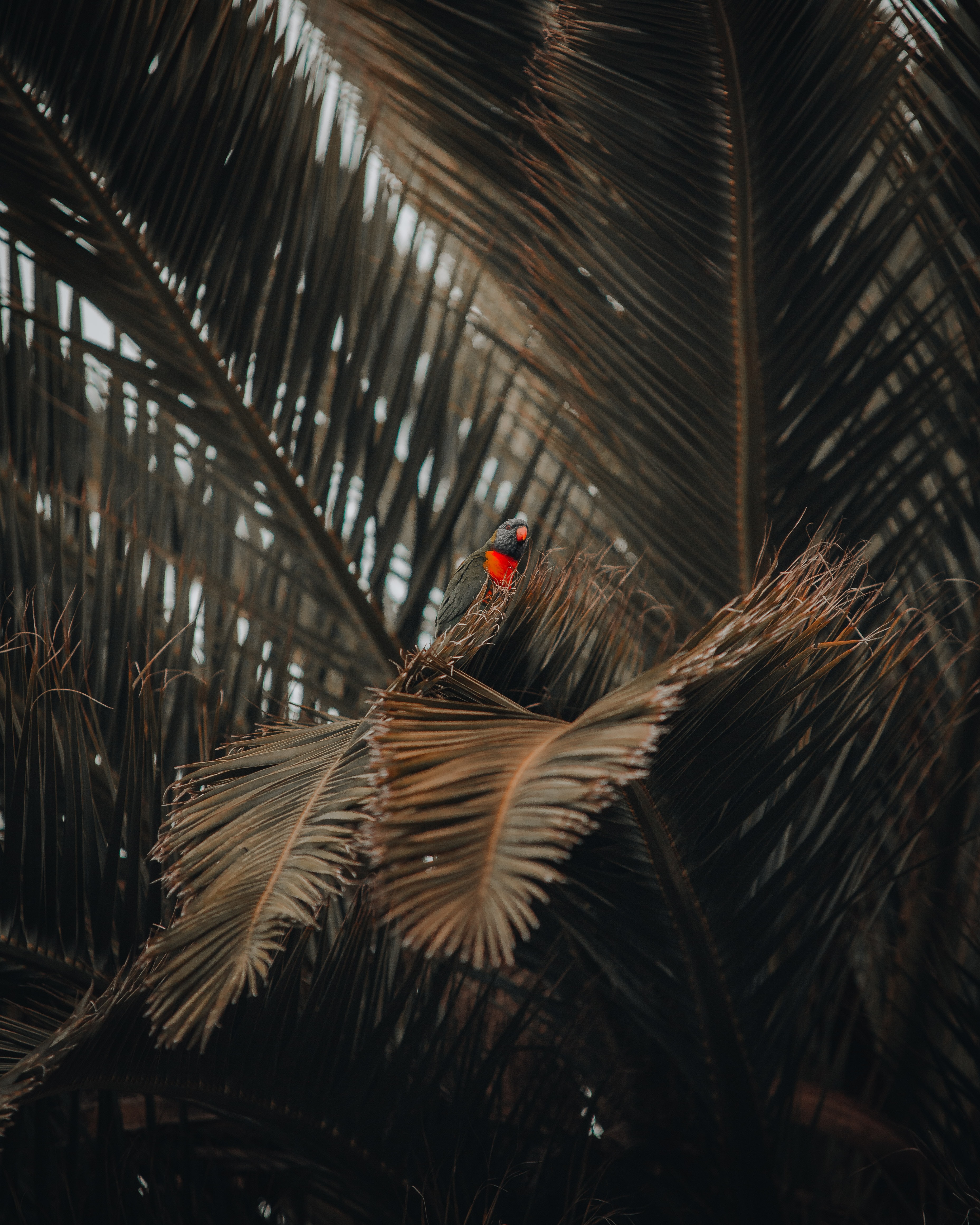 Free download wallpaper Bird, Wood, Tree, Palm, Animals, Parrots on your PC desktop