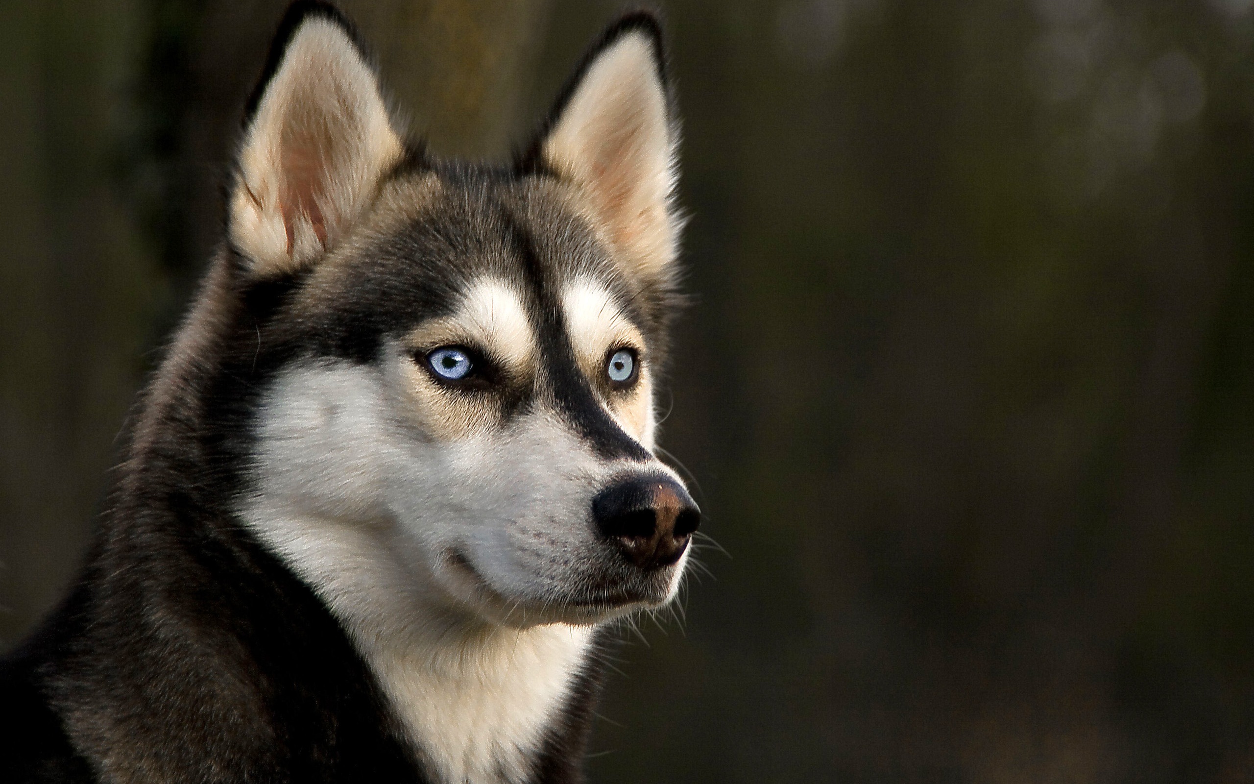 Baixar papel de parede para celular de Animais, Cão, Husky Siberiano gratuito.