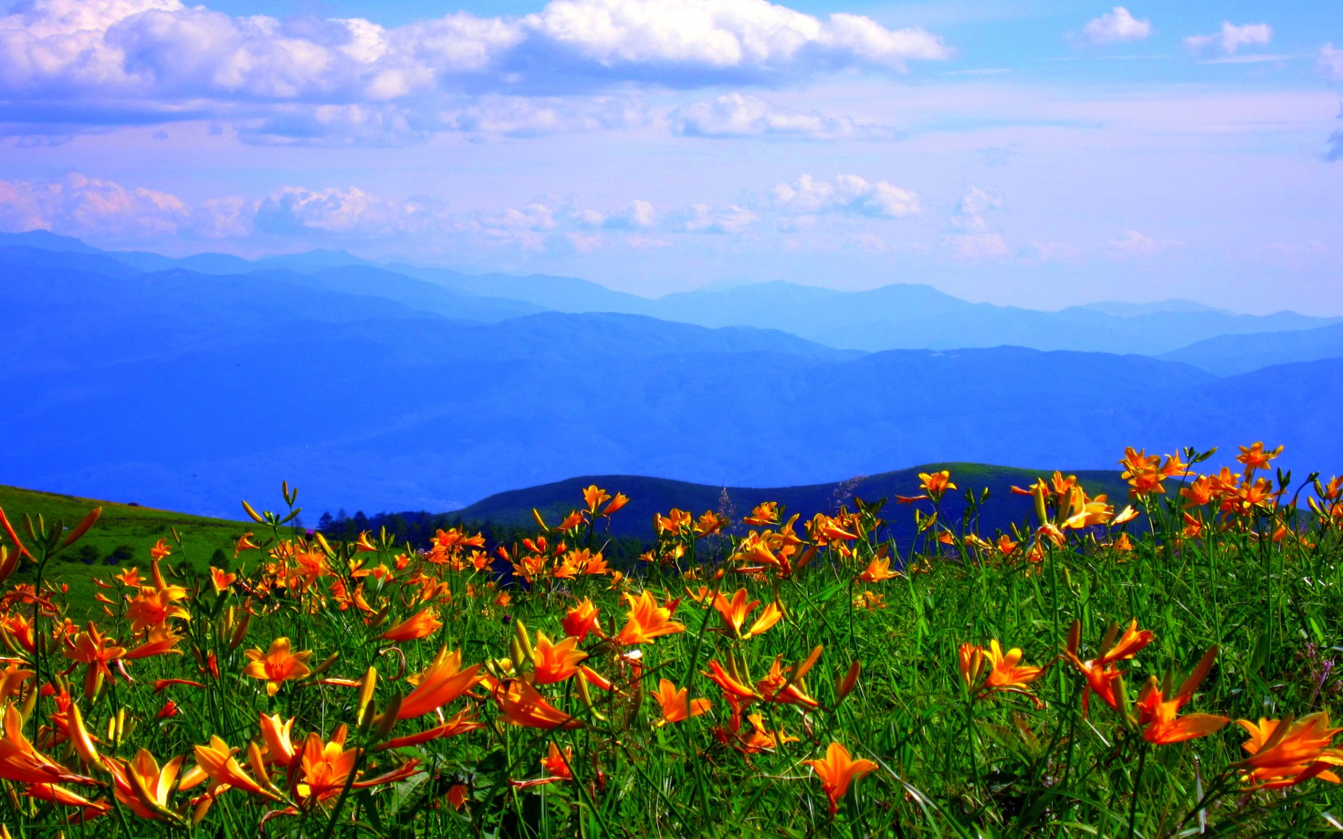 Free download wallpaper Landscape, Nature, Flowers, Grass, Sky, Mountain, Flower, Earth, Cloud, Orange Flower on your PC desktop