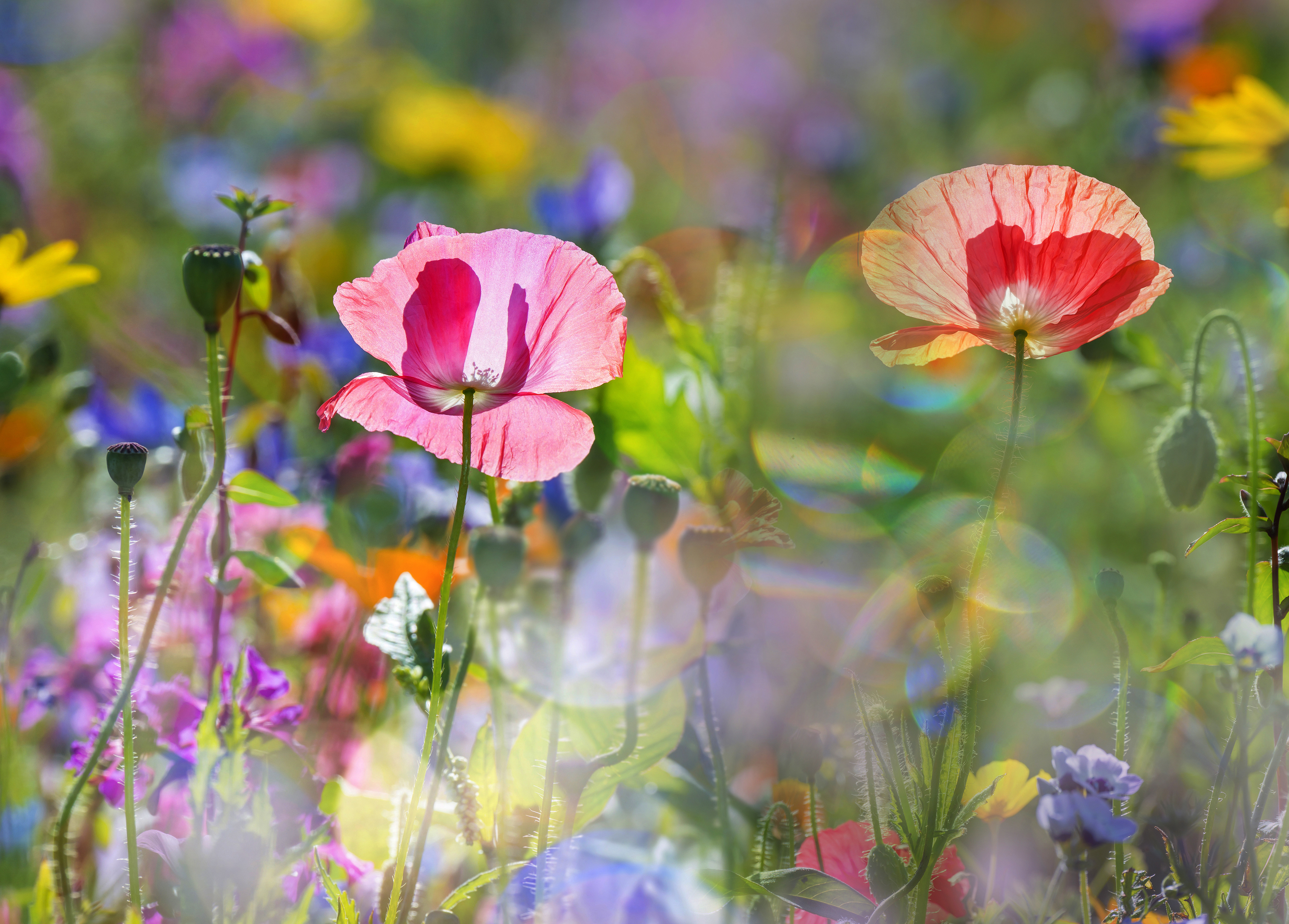 Free download wallpaper Nature, Flowers, Flower, Earth, Bokeh, Meadow, Poppy, Red Flower, Pink Flower on your PC desktop