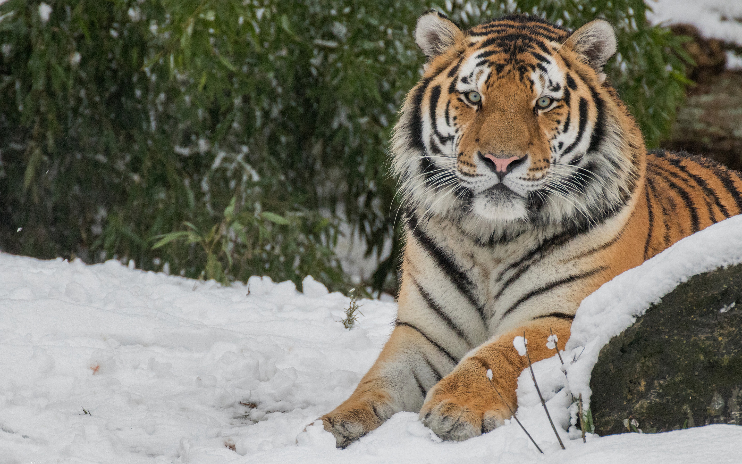 Скачать обои бесплатно Животные, Снег, Тигр, Кошки картинка на рабочий стол ПК