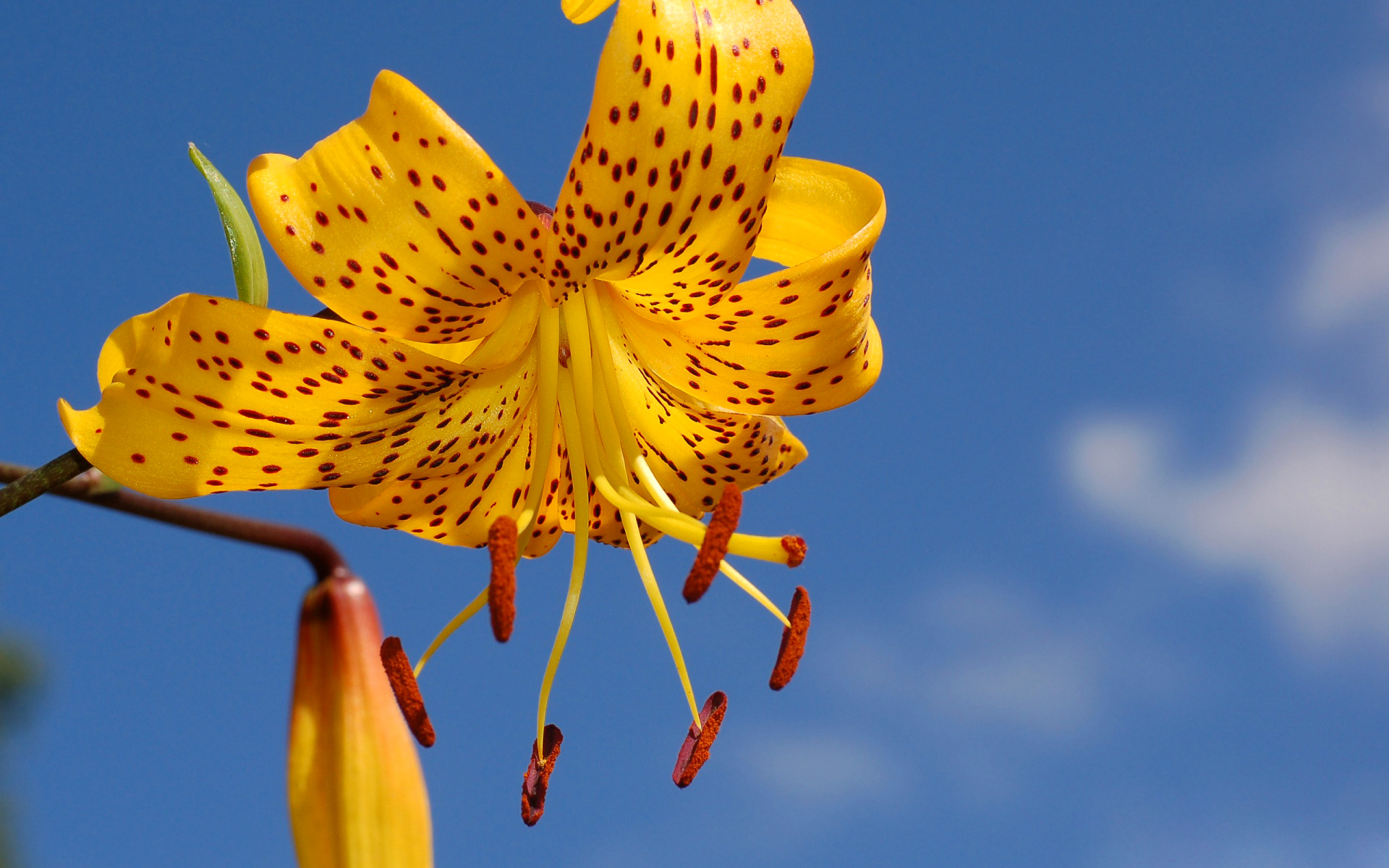 Download mobile wallpaper Flowers, Sky, Flower, Earth, Lily, Petal, Yellow Flower for free.
